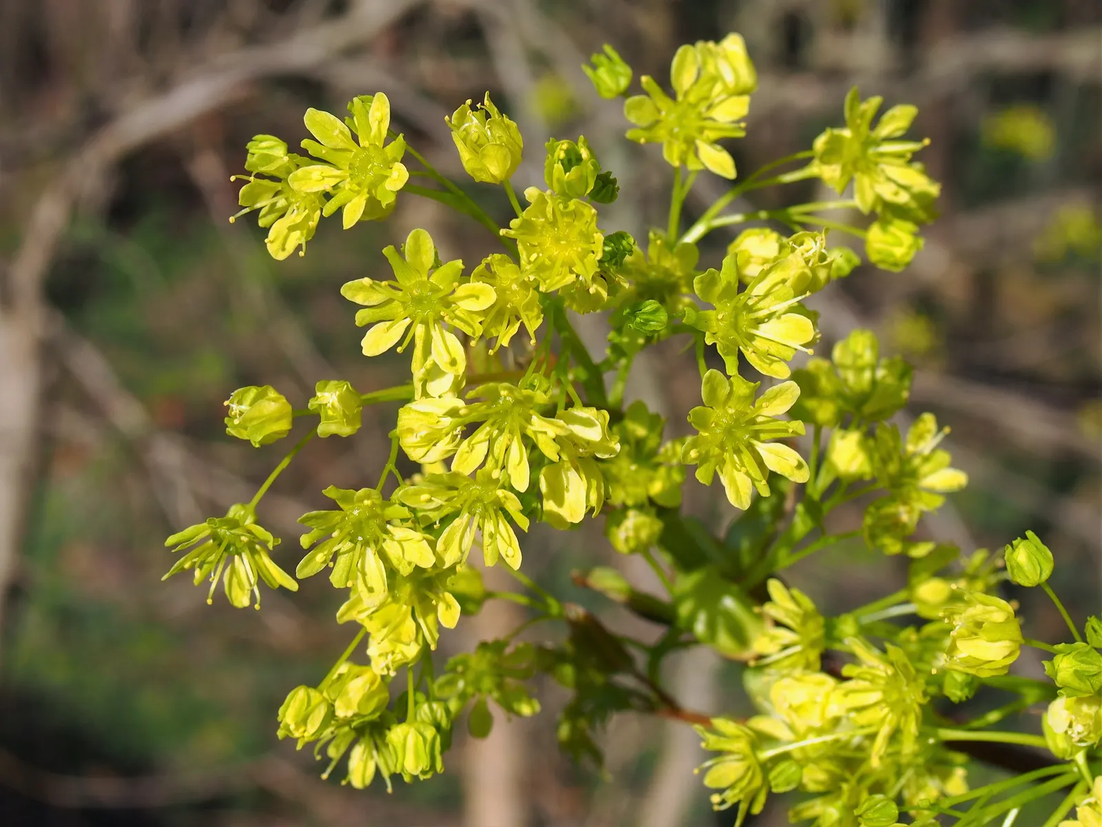 Norway Maple (Acer Platanoides) — making it a standout in autumnal landscapes; prefers full sun to partial shade and adapts to various soils, image 76