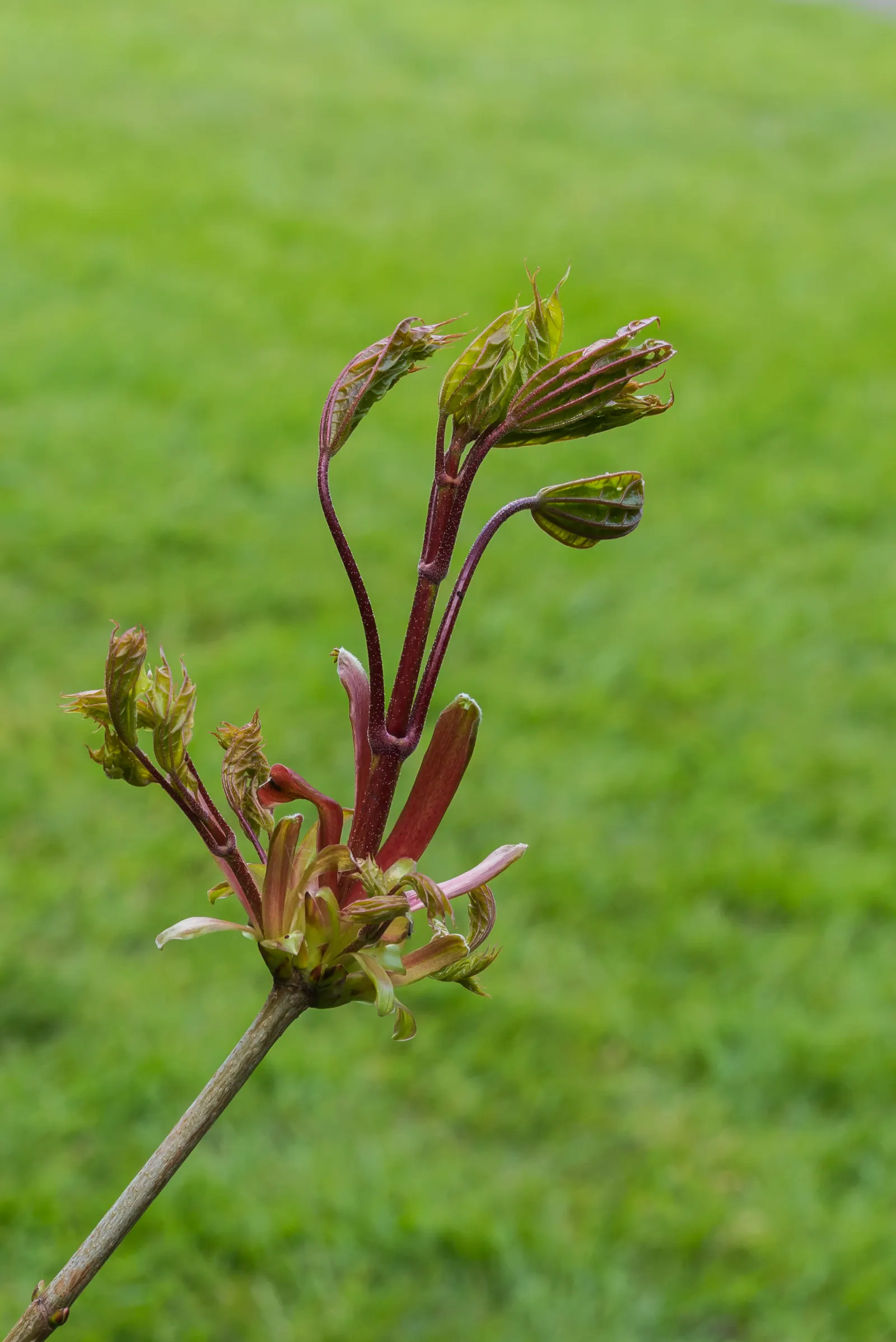 Norway Maple (Acer Platanoides) — Prefers full sun to partial shade and adapts to various soils, image 67
