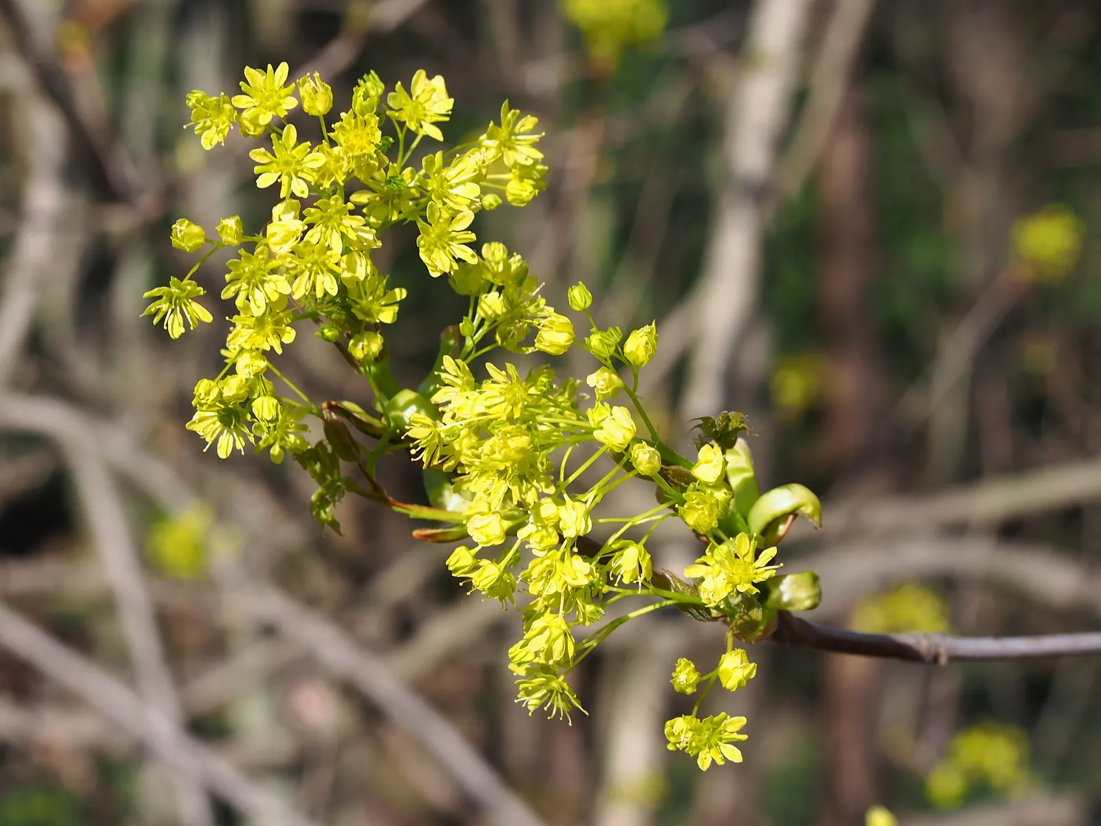 Norway Maple (Acer Platanoides) — The Norway Maple is also adaptable to a wide range of soil types; which span approximately 4 to 7 inches across, image 77