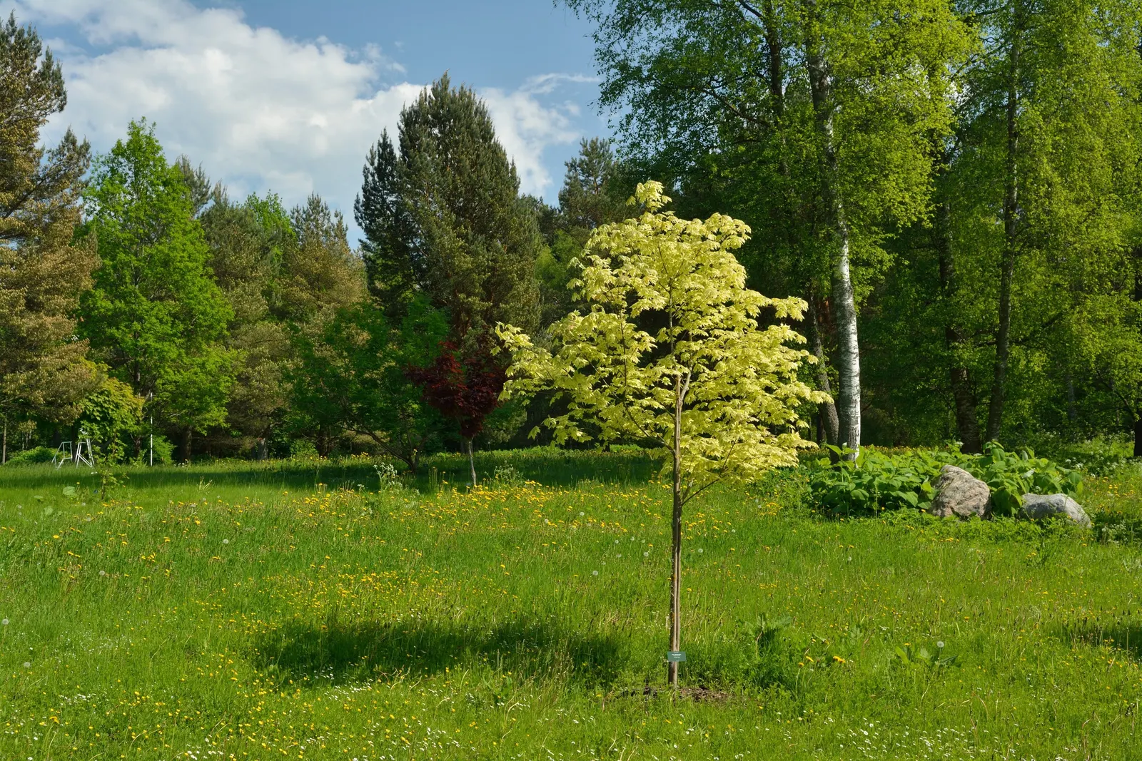 Norway Maple (Acer Platanoides) — tree for full; as its root system can become quite invasive, image 63