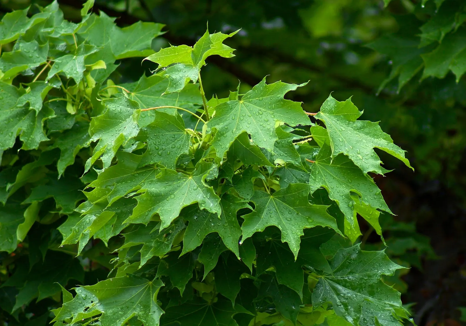 Norway Maple (Acer Platanoides) — Acer platanoides, or Norway Maple, is a deciduous shade tree reaching 40-50 feet high with an equal spread