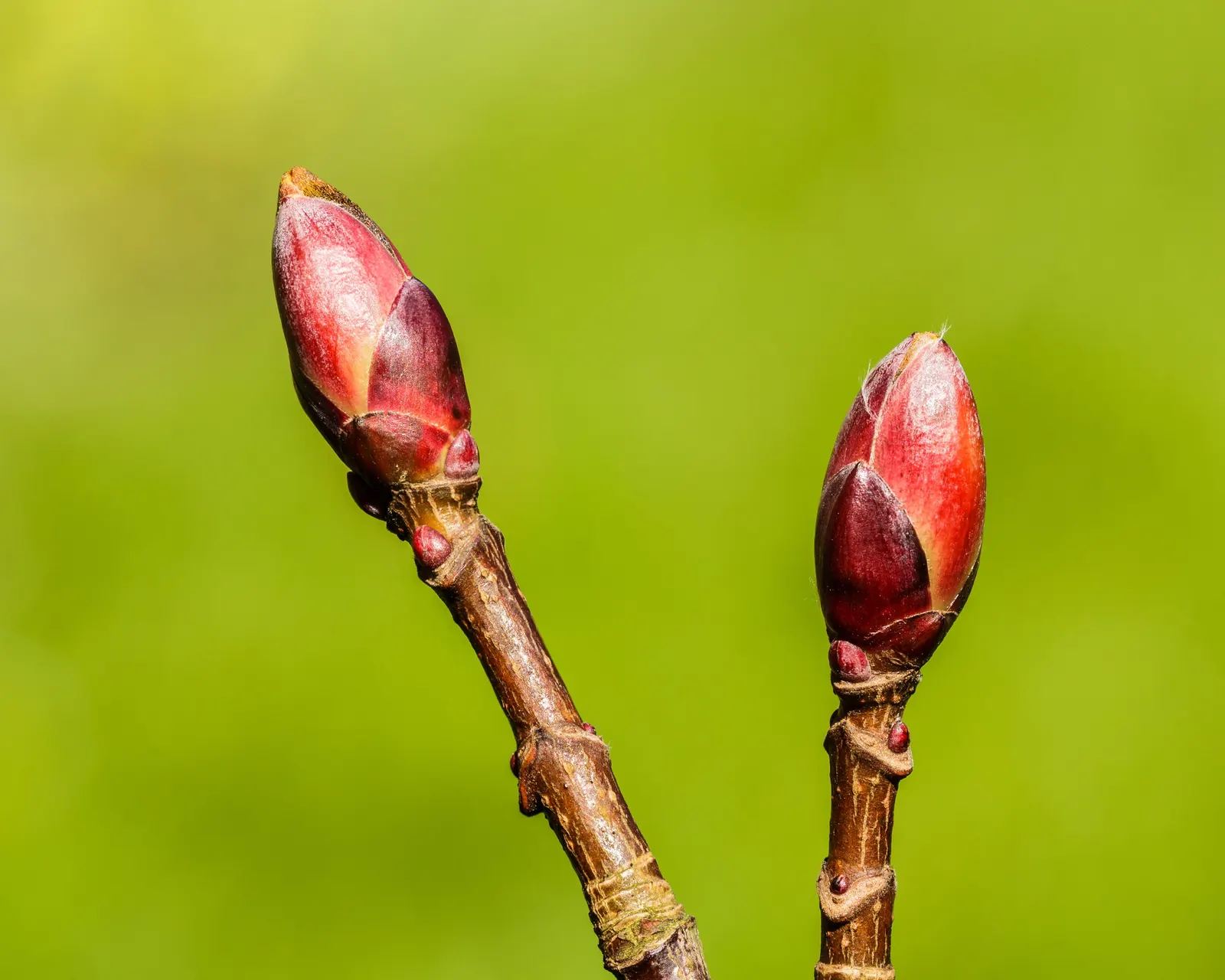 Norway Maple (Acer Platanoides) — though it prefers well-drained; as its root system can become quite invasive, image 57