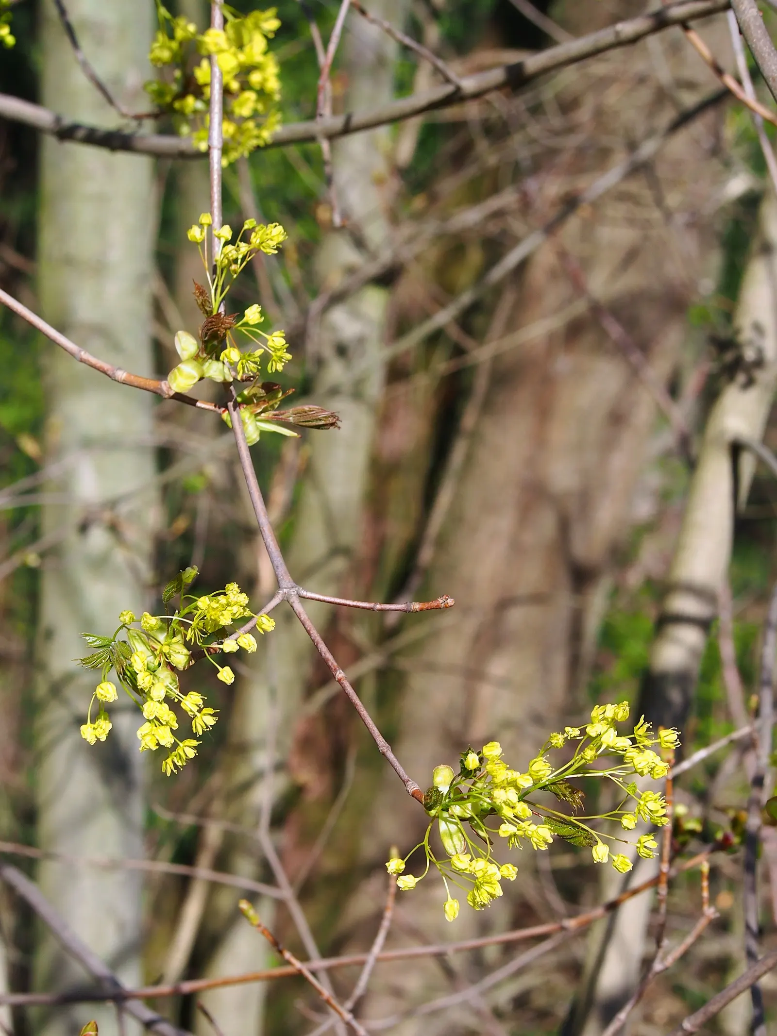 Norway Maple (Acer Platanoides) — which span approximately 4 to 7 inches across and showcase a radiant green hue, image 74