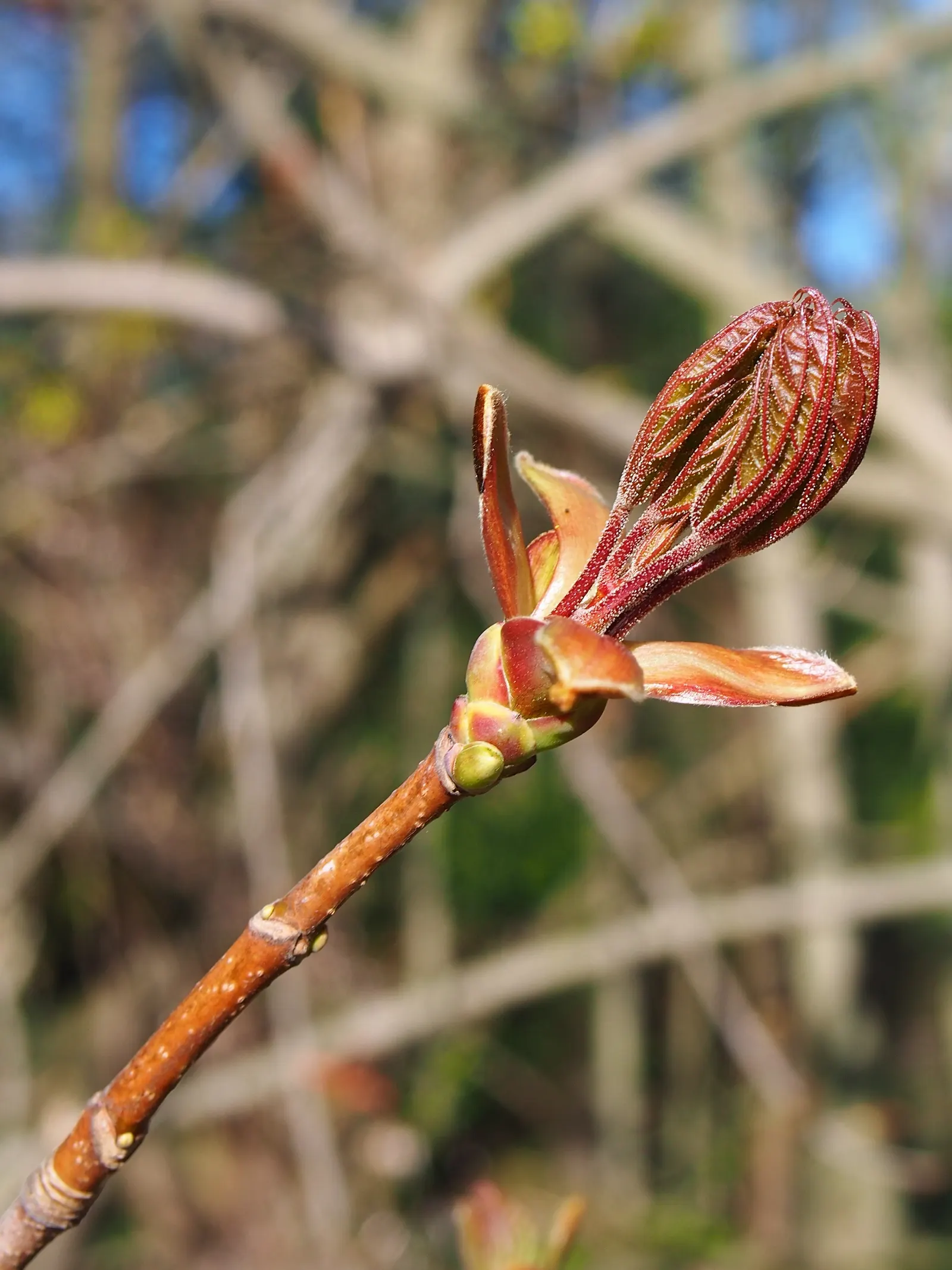 Norway Maple (Acer Platanoides) — The spread of its canopy can create a dense shade; prefers full sun to partial shade and adapts to various soils, image 73