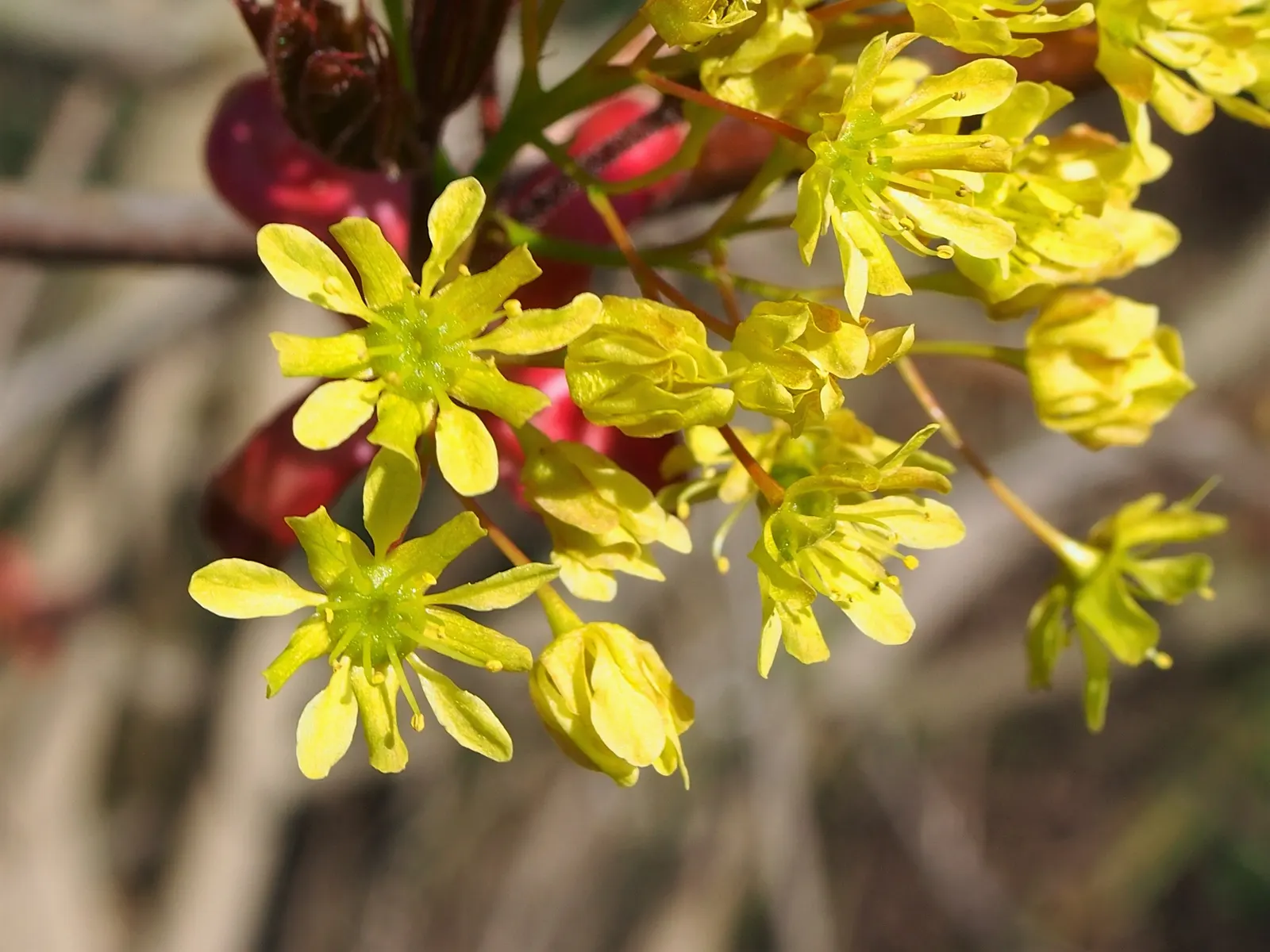 Norway Maple (Acer Platanoides) — scientifically known as Acer platanoides; prefers full sun to partial shade and adapts to various soils, image 70