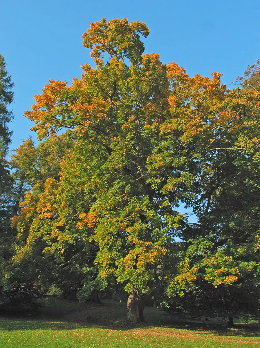 Norway Maple (Acer Platanoides) — It typically achieves a height between 40 to 50 feet with an equally expansive crown spread upon maturity; as its, image 93