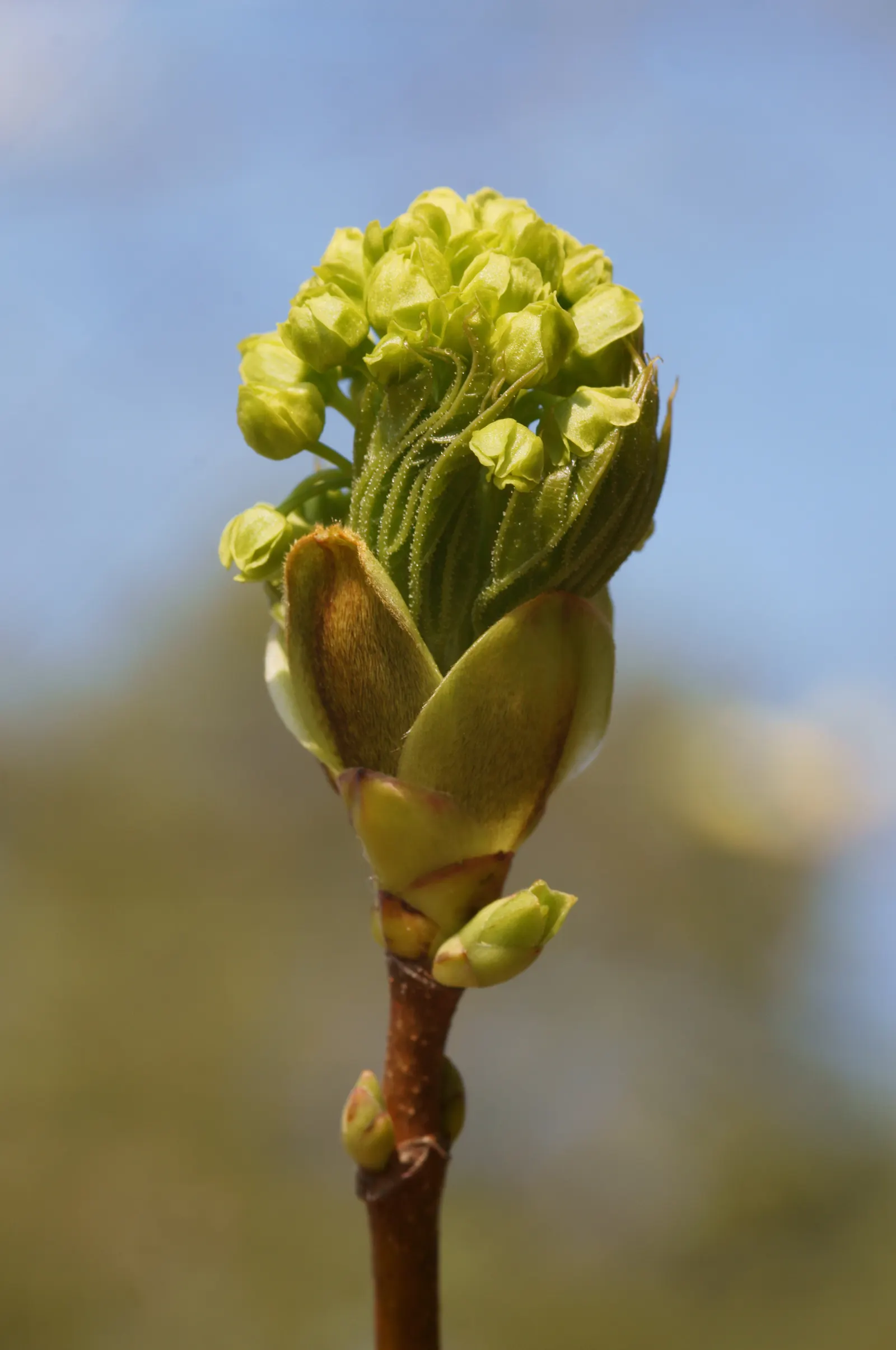 Norway Maple (Acer Platanoides) — It grows best in USDA hardiness zones 3b through 7; prefers full sun to partial shade and adapts to various soils, image 61
