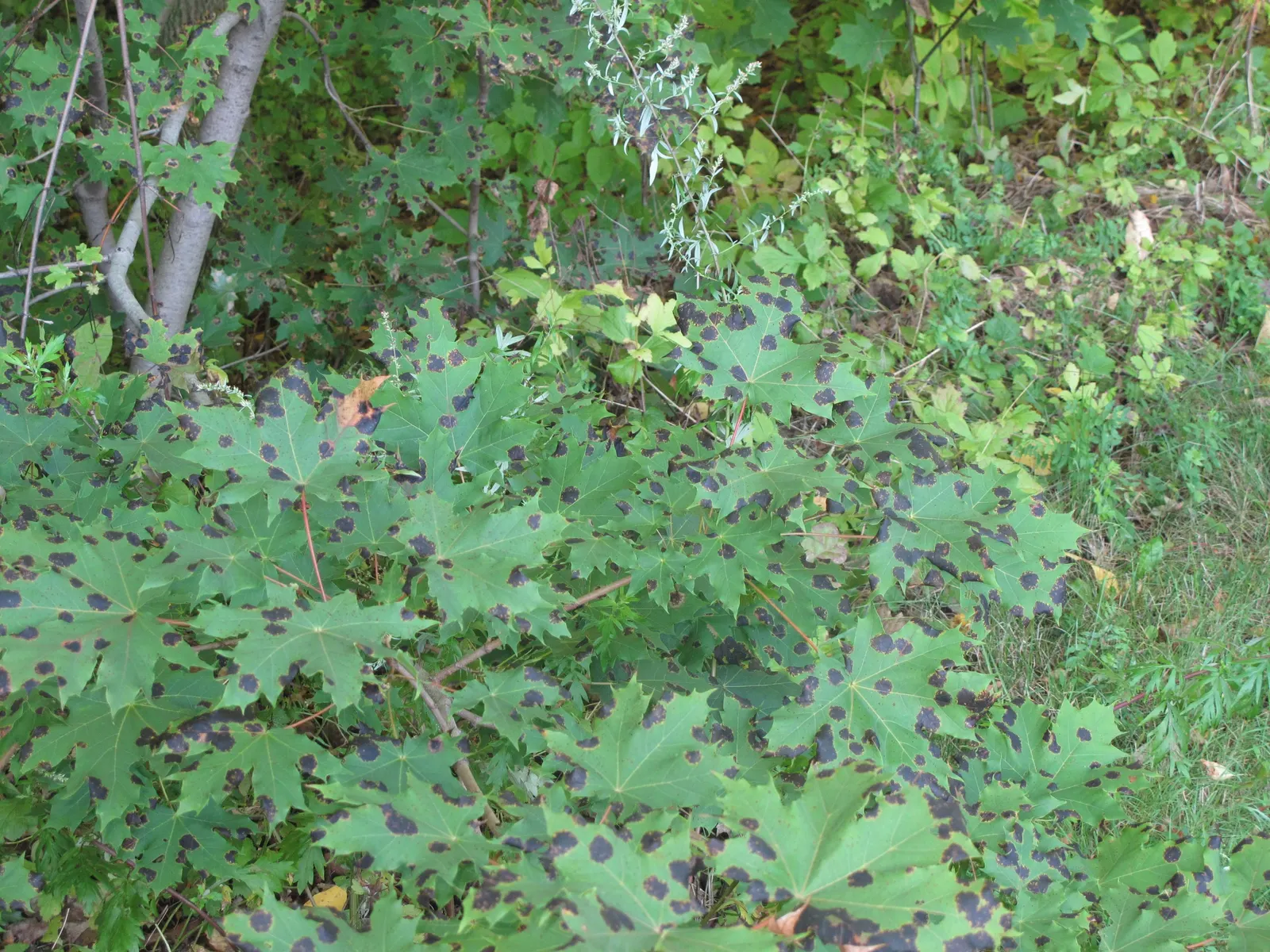 Norway Maple (Acer Platanoides) — It features a dense, rounded crown with a 5-7 lobed leaf resembling a sycamore; which span approximately 4 to 7, image 65