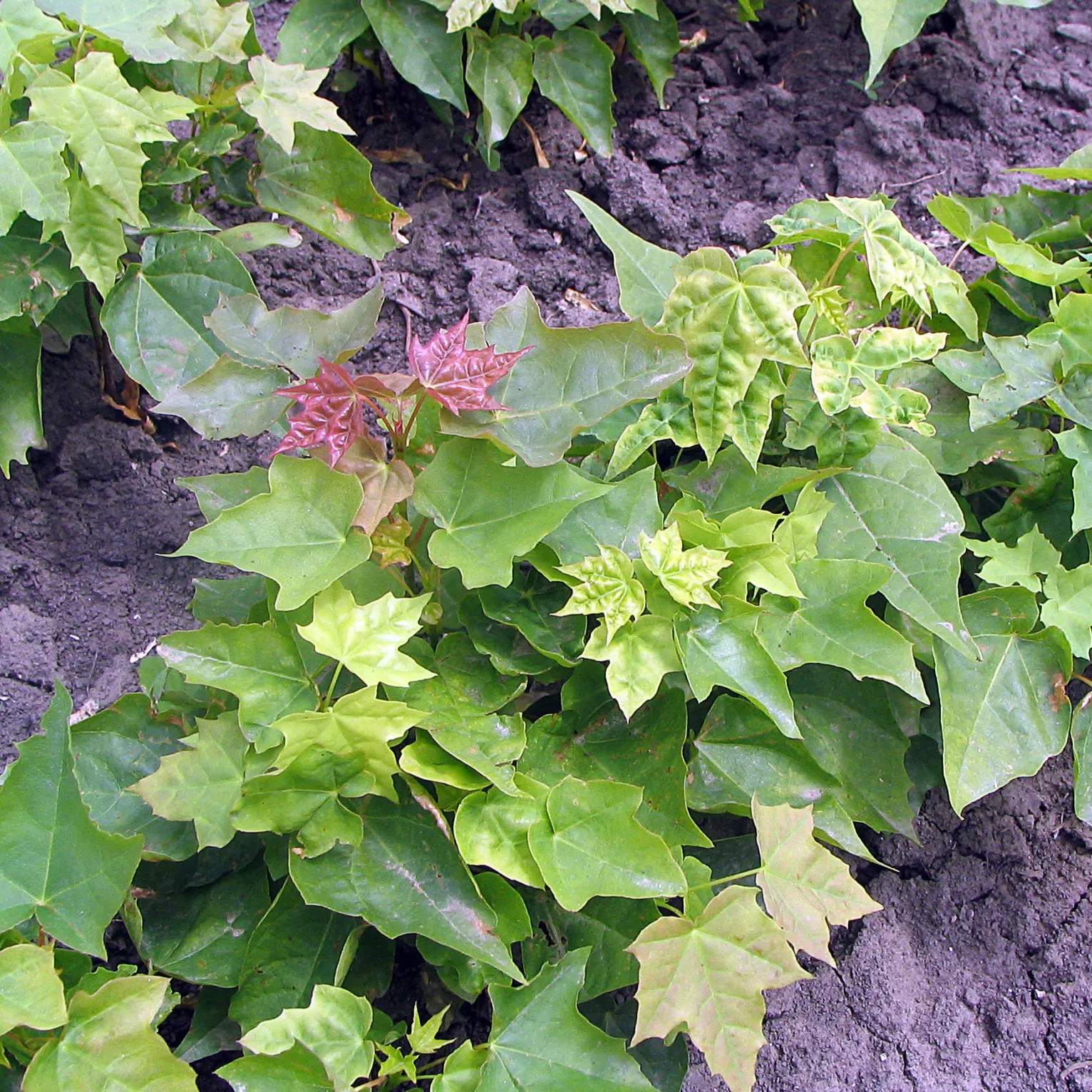 Norway Maple (Acer Platanoides) — is a deciduous tree of the Sapindaceae family that provides robust shade and visual interest to any landscape, image 71