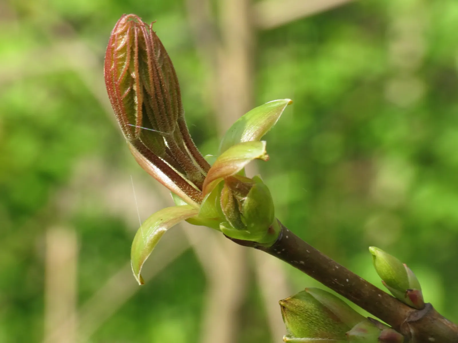 Norway Maple (Acer Platanoides) — it offers ample canopy cover but may inhibit underplantings due to dense shade and shallow roots; as its root, image 48