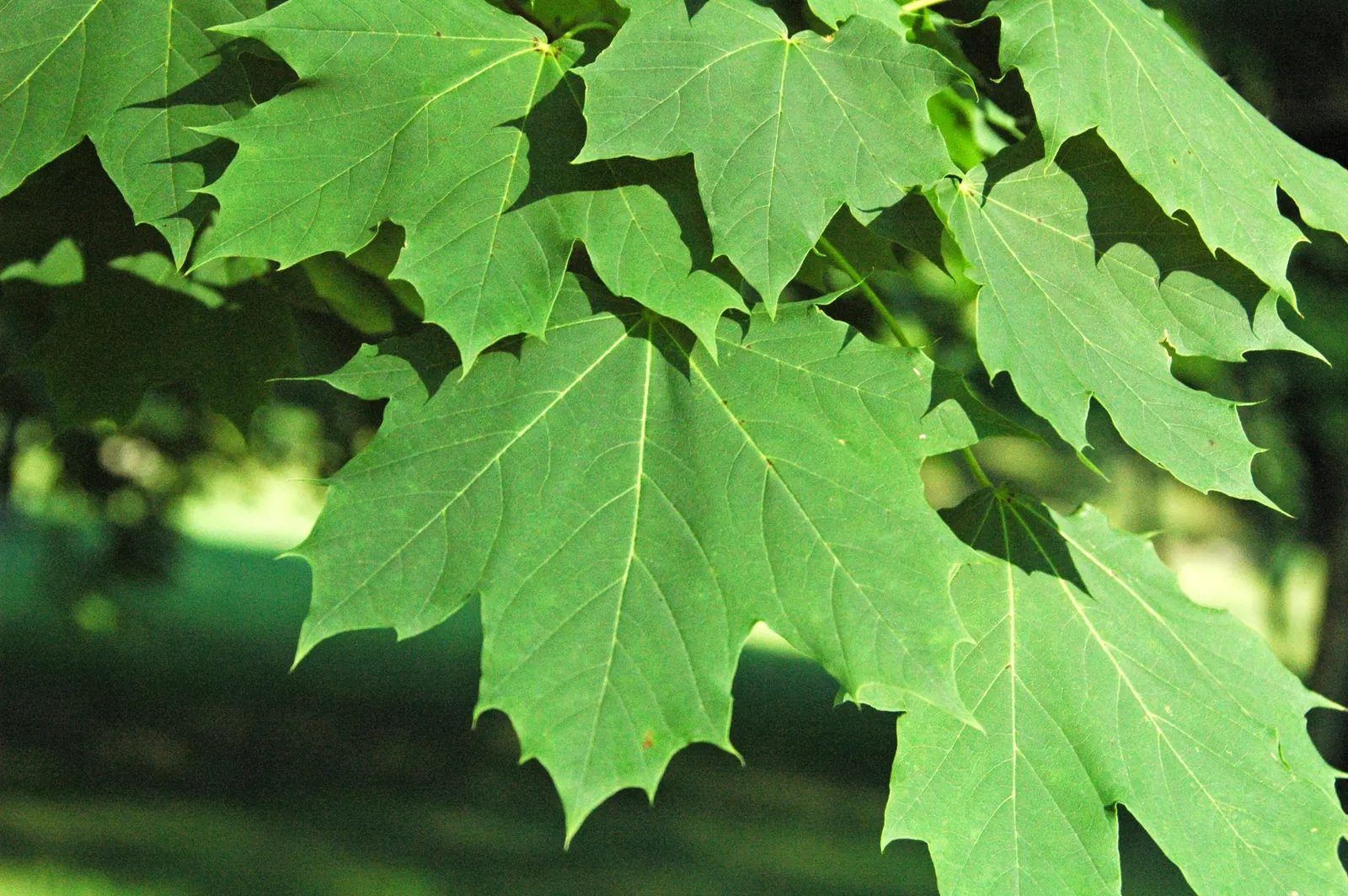 Norway Maple (Acer Platanoides) — It typically achieves a height between 40 to 50 feet with an equally expansive crown spread upon maturity; as its root system