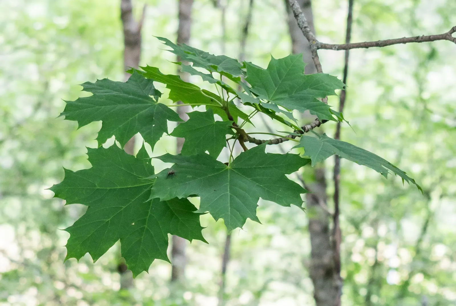 Norway Maple (Acer Platanoides) — which span approximately 4 to 7 inches across and showcase a radiant green hue, image 53