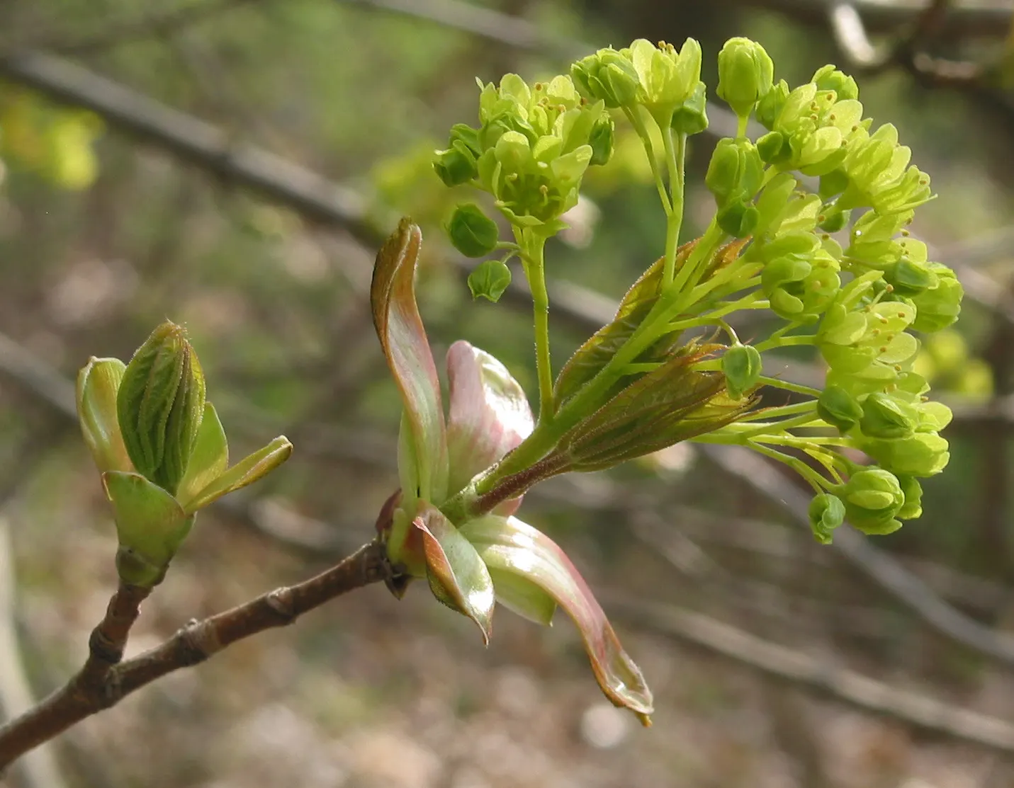 Norway Maple (Acer Platanoides) — is a deciduous tree of the Sapindaceae family that provides robust shade and visual interest to any landscape, image 92