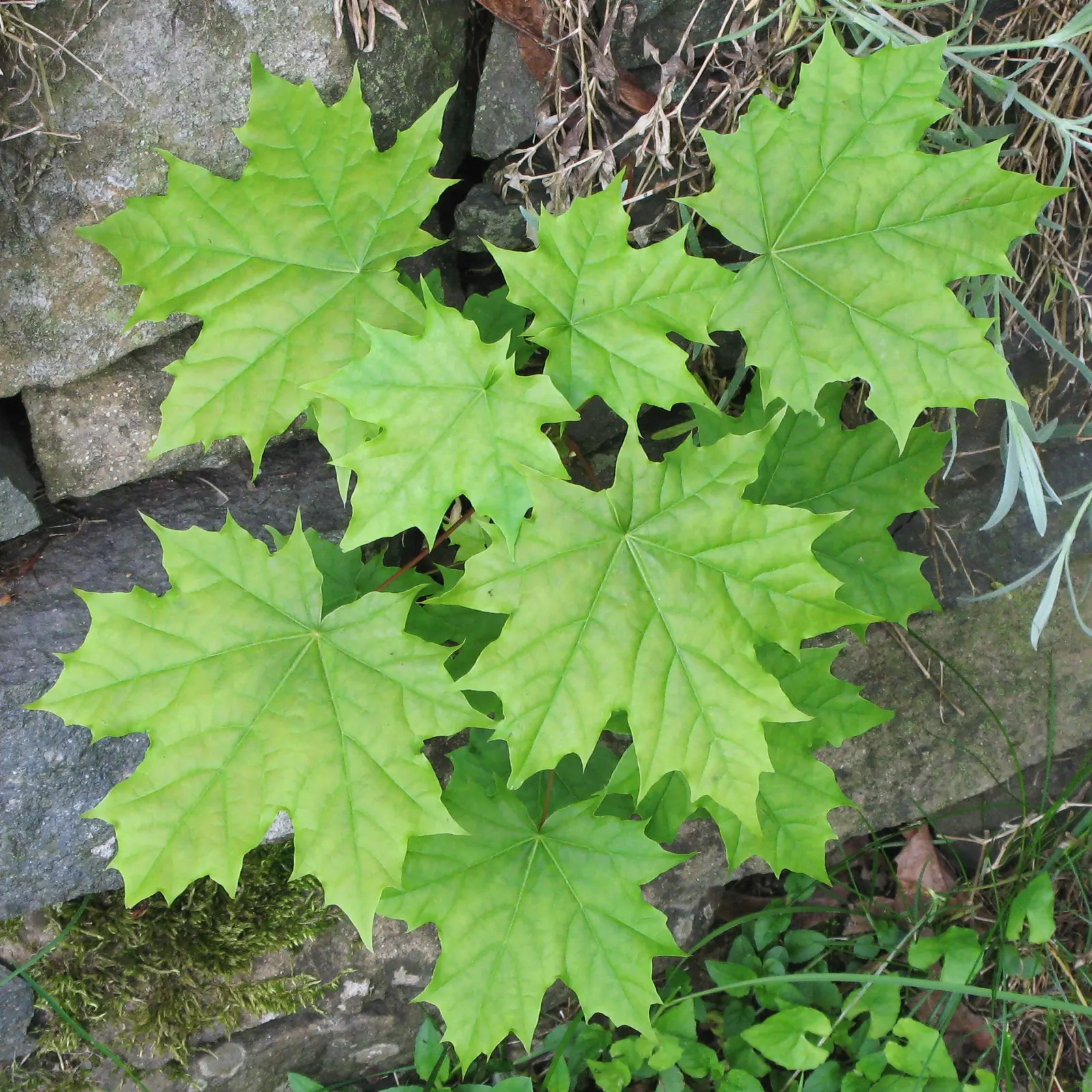 Norway Maple (Acer Platanoides) — it offers ample canopy cover but may inhibit underplantings due to dense shade and shallow roots; as its root system can
