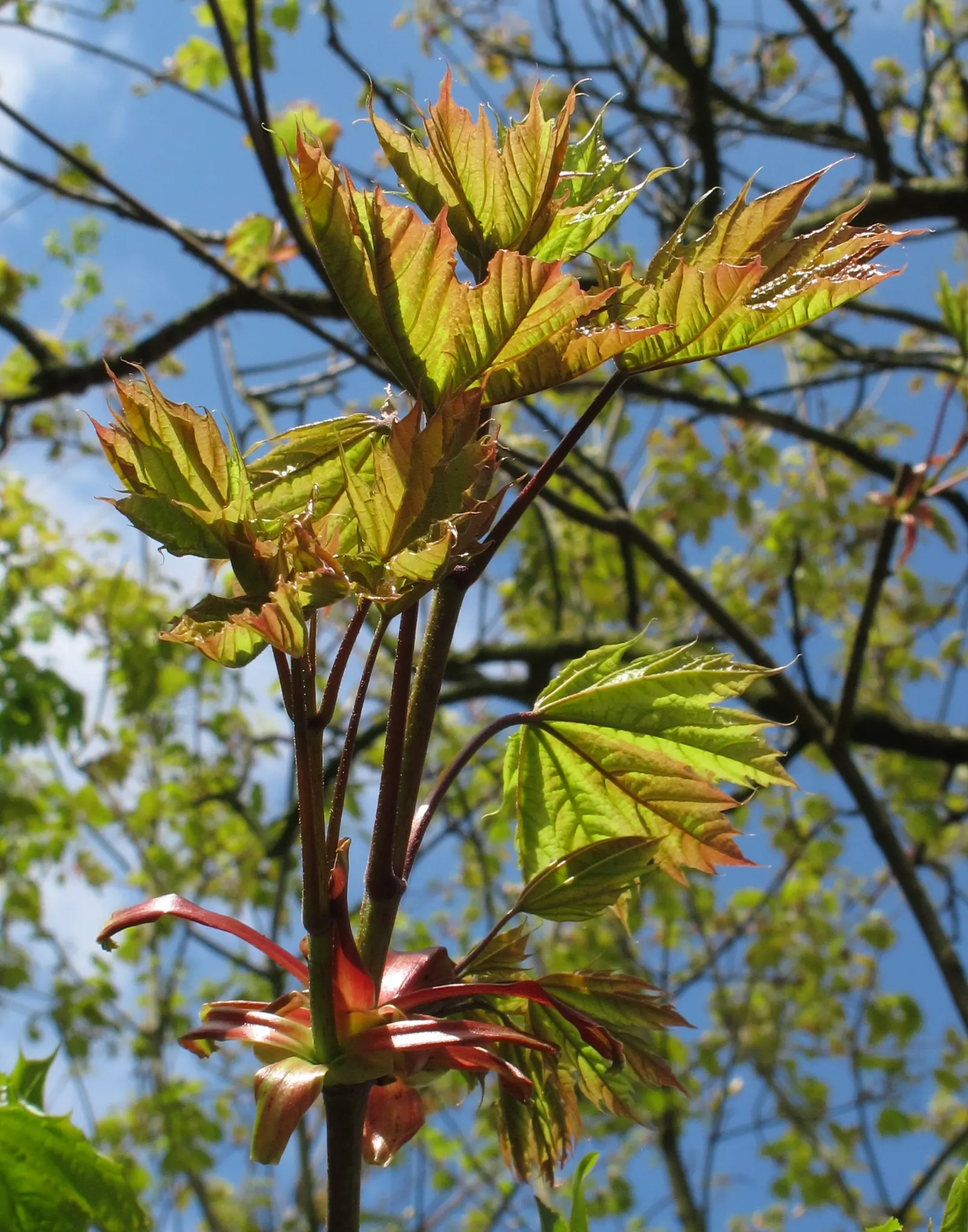 Norway Maple (Acer Platanoides) — An added ornamental feature is the tree's yellow to gold fall foliage; as its root system can become quite, image 96