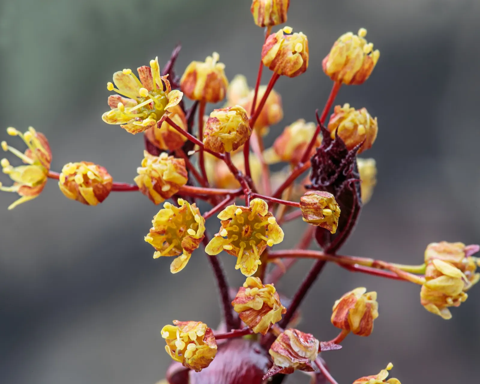 Norway Maple (Acer Platanoides) — ensure ample space away from sidewalks or driveways; which span approximately 4 to 7 inches across and showcase a radiant