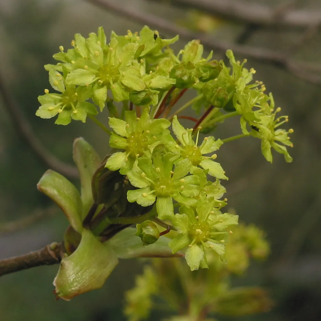 Norway Maple (Acer Platanoides) — The spread of its canopy can create a dense shade; prefers full sun to partial shade and adapts to various soils, image 94