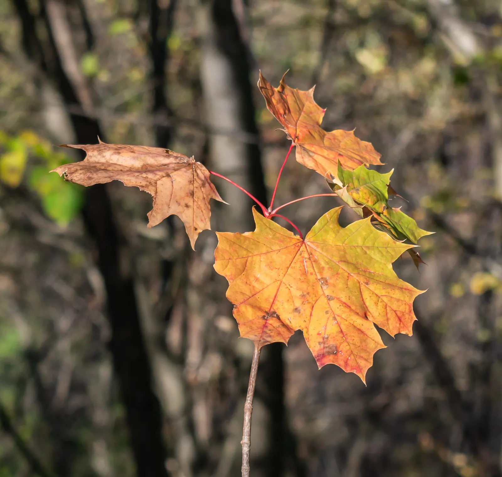 Norway Maple (Acer Platanoides) — slightly acidic to alkaline conditions.<br><br>When planting Acer platanoides; prefers full sun to partial shade, image 79