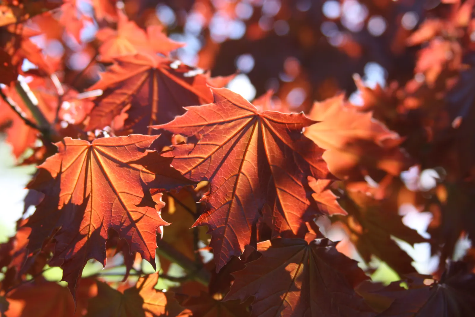 Norway Maple (Acer Platanoides) — ensure ample space away from sidewalks or driveways; which span approximately 4 to 7 inches across and showcase a, image 59