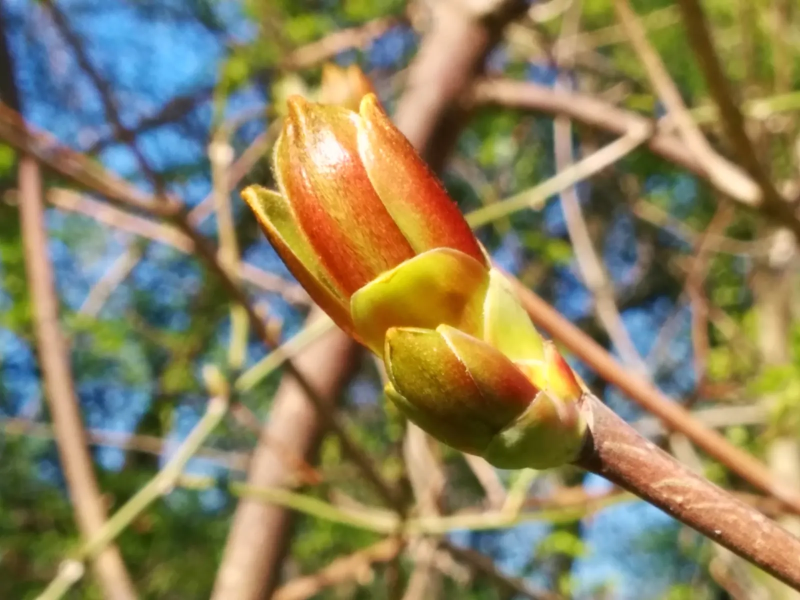 Norway Maple (Acer Platanoides) — as its root system can become quite invasive, image 39