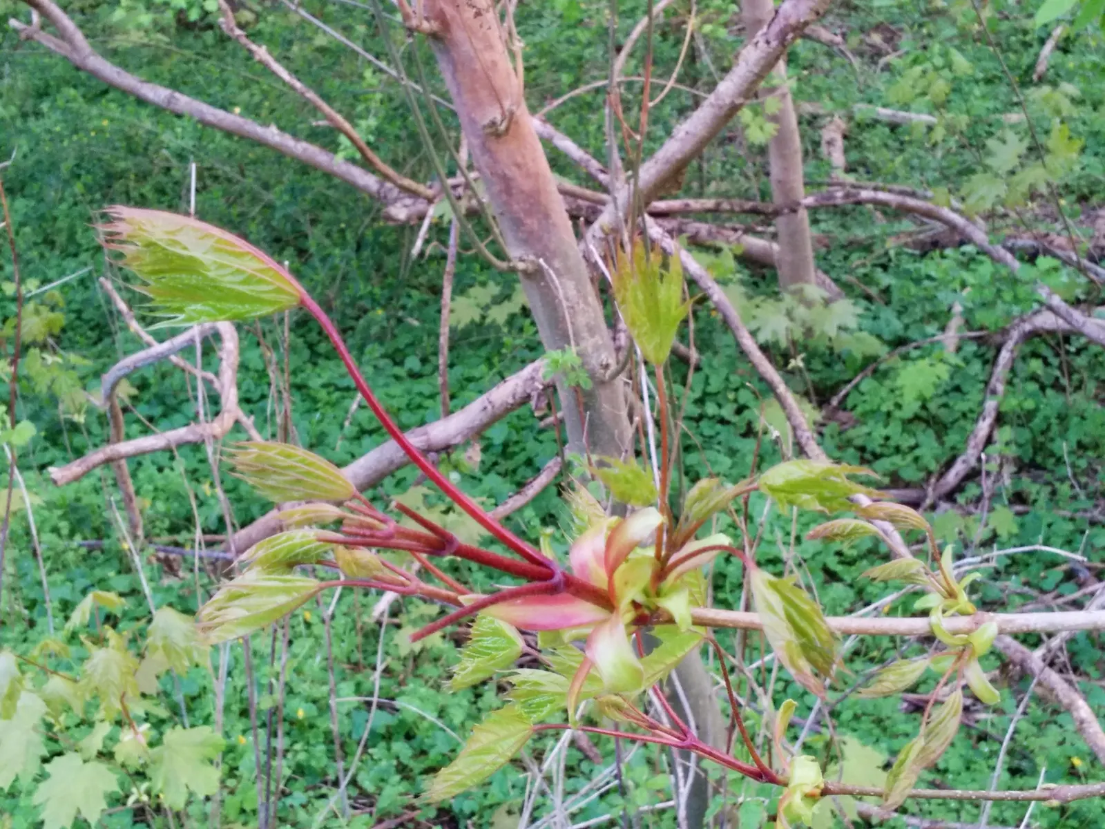 Norway Maple (Acer Platanoides) — the Norway Maple is an excellent choice; however; which span approximately 4 to 7 inches across and showcase a radiant green