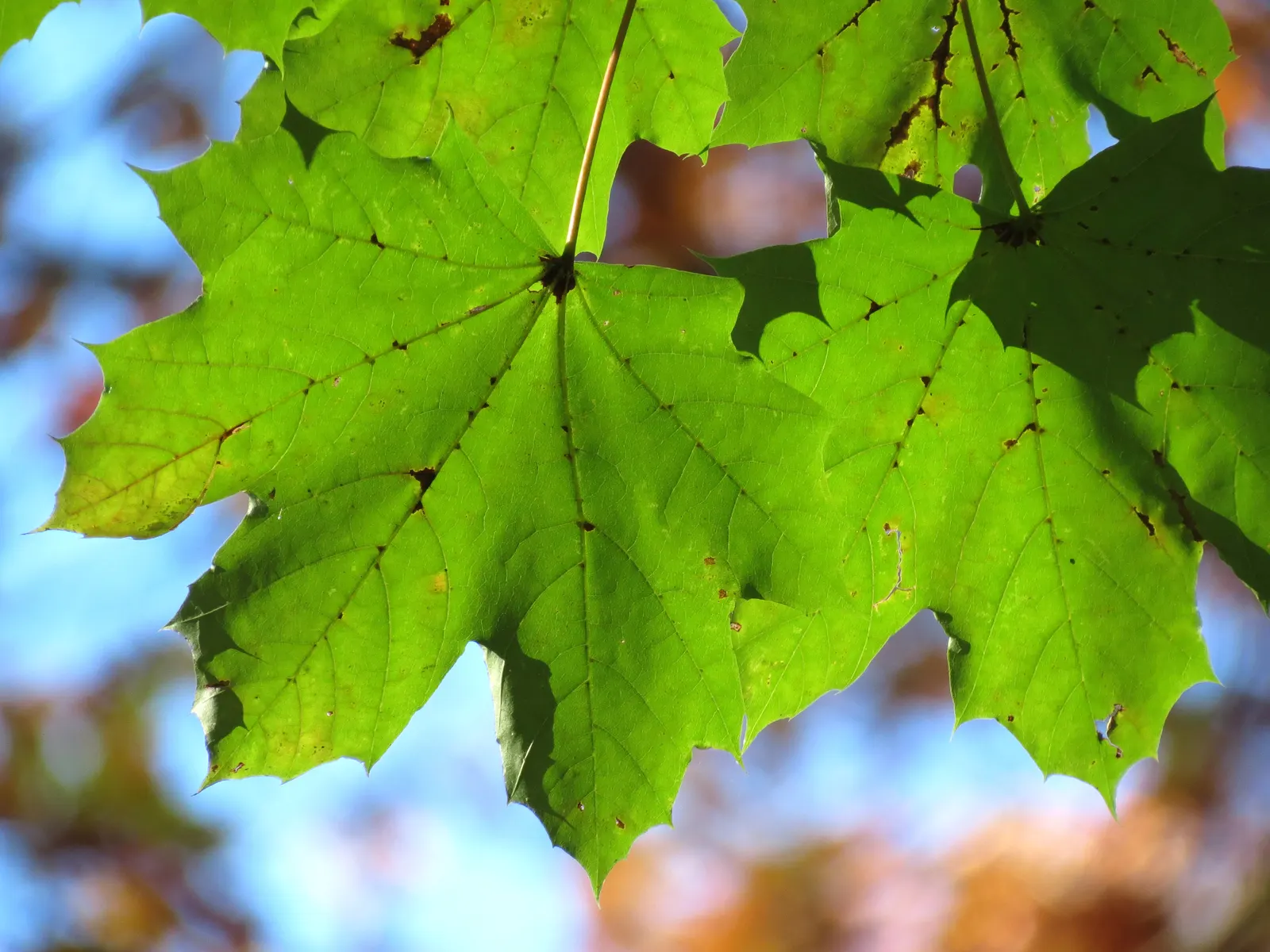 Norway Maple (Acer Platanoides) — The Norway Maple is also adaptable to a wide range of soil types; which span approximately 4 to 7 inches across and showcase