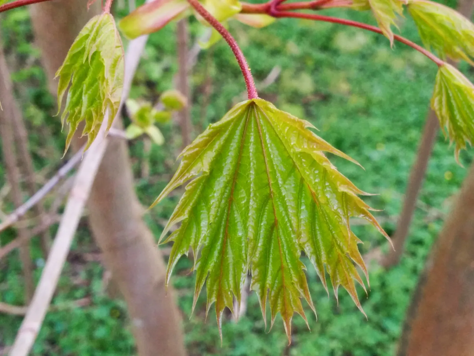 Norway Maple (Acer Platanoides) — is a deciduous tree of the Sapindaceae family that provides robust shade and visual interest to any landscape, image 50