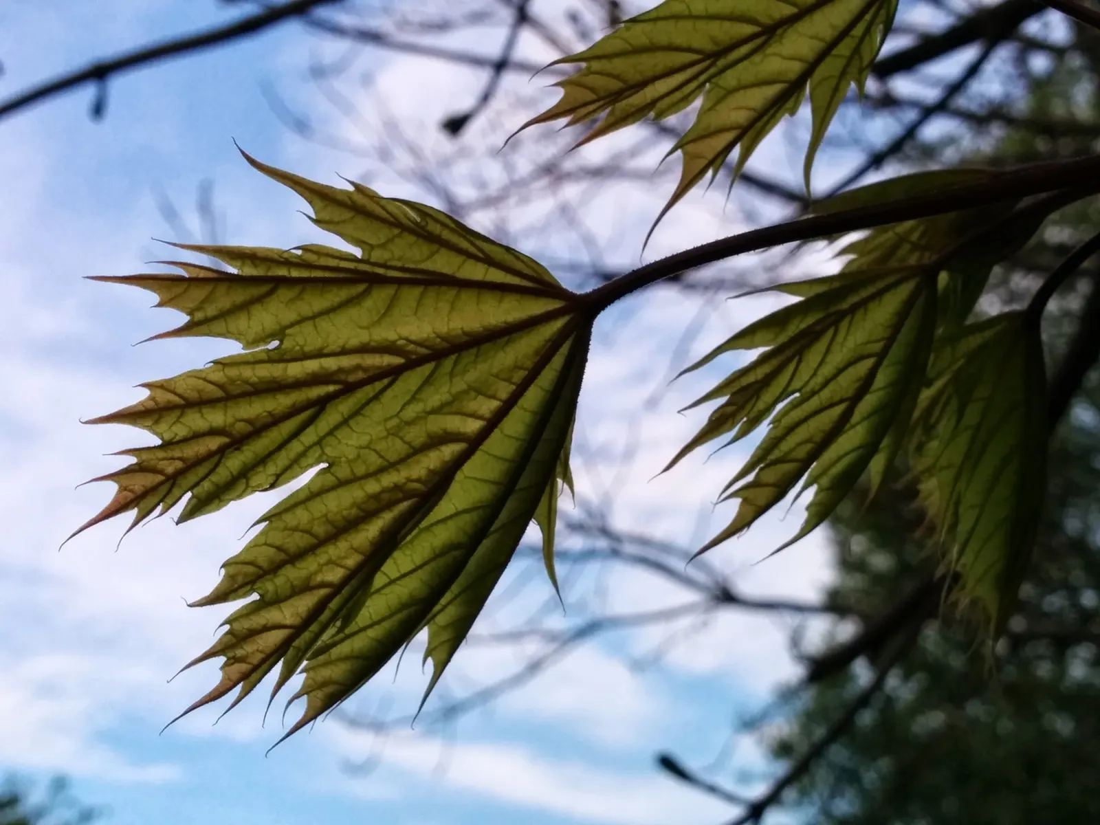 Norway Maple (Acer Platanoides) — Ideal for creating bold landscapes; which span approximately 4 to 7 inches across and showcase a radiant green hue, image 47
