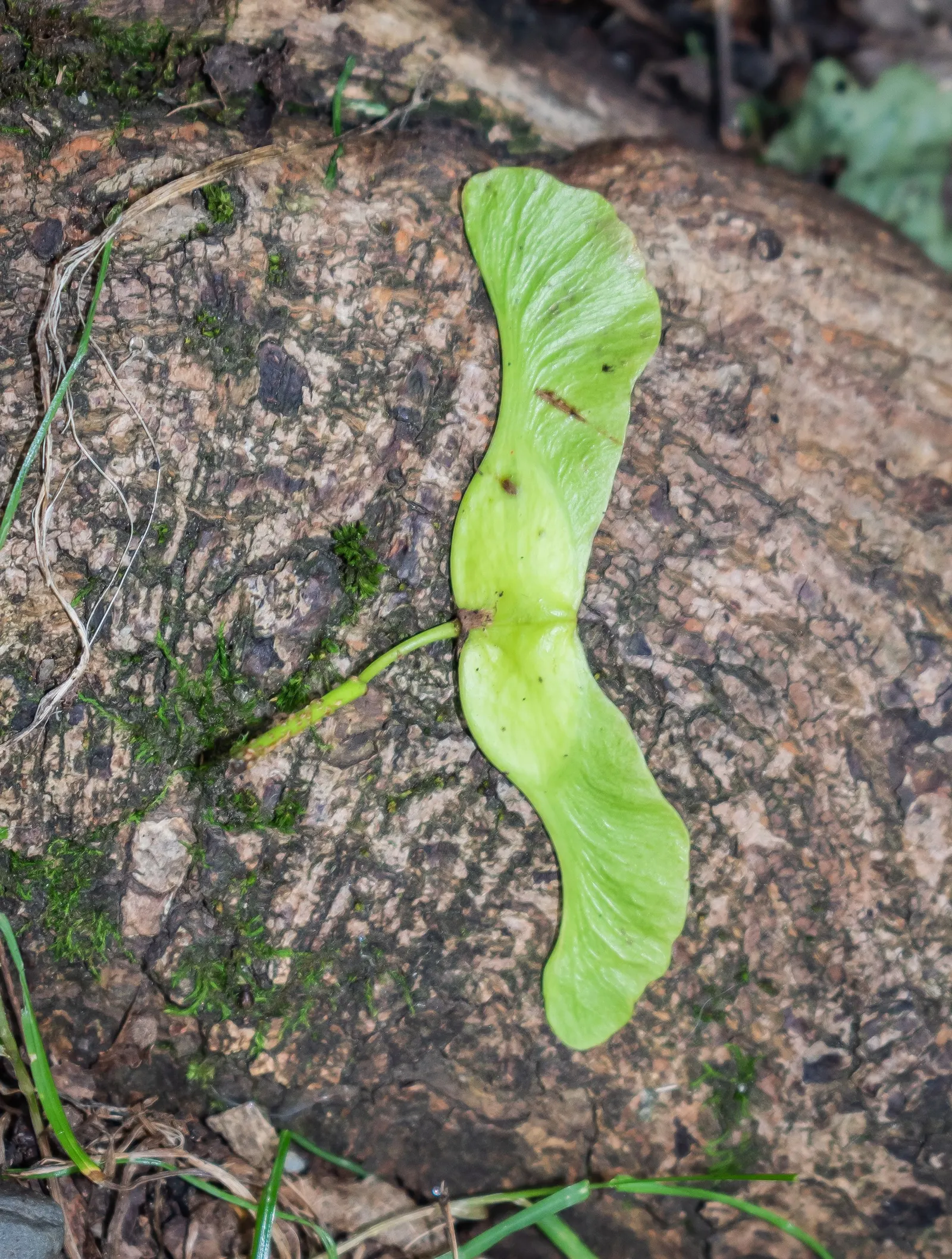 Norway Maple (Acer Platanoides) — The Norway Maple is also adaptable to a wide range of soil types; which span approximately 4 to 7 inches across, image 56