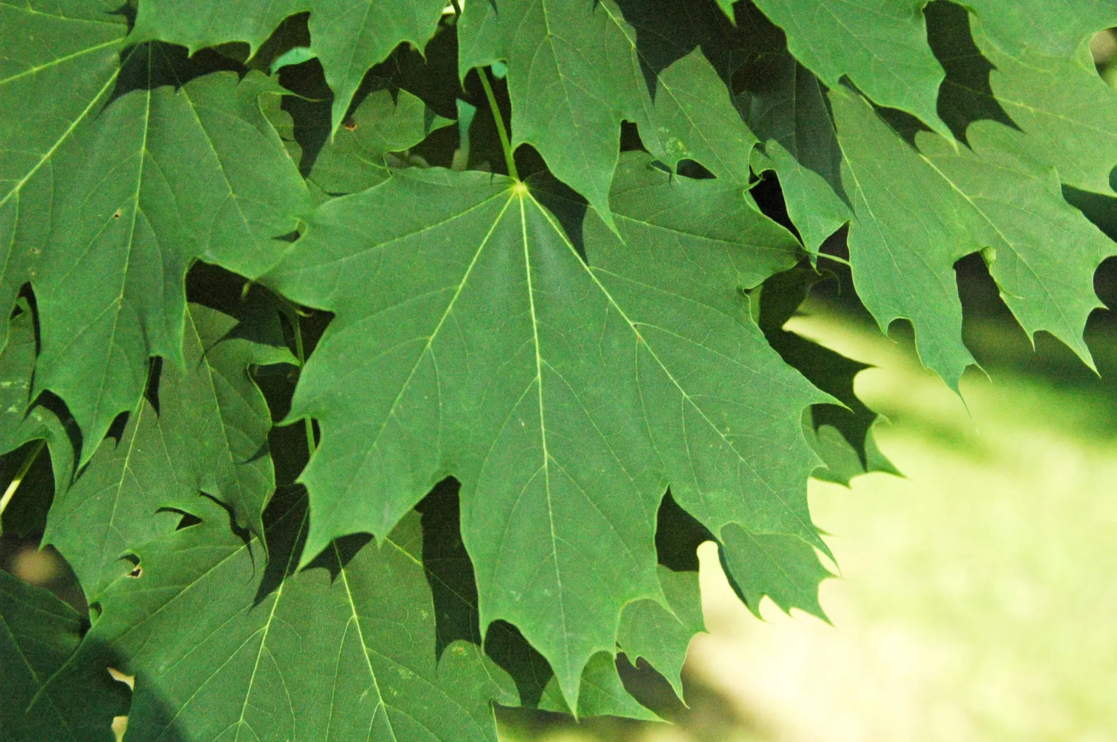 Norway Maple (Acer Platanoides) — An added ornamental feature is the tree's yellow to gold fall foliage; as its root system can become quite invasive