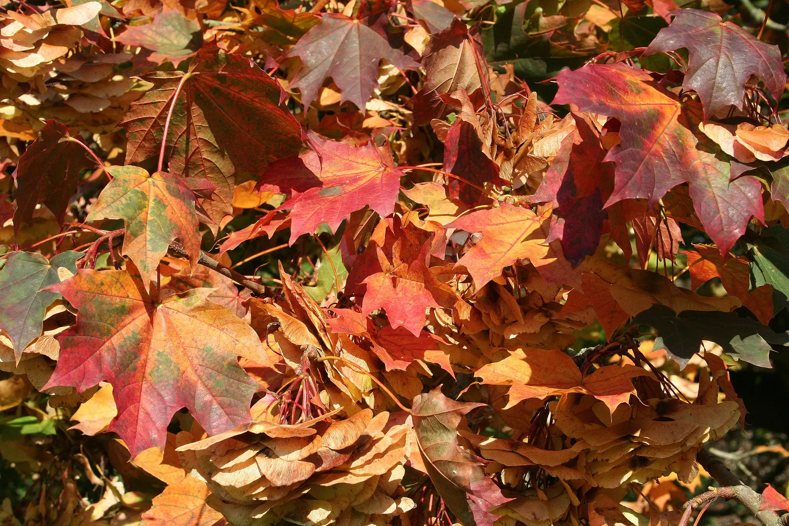 Norway Maple (Acer Platanoides) — Prefers full sun to partial shade and adapts to various soils, image 46