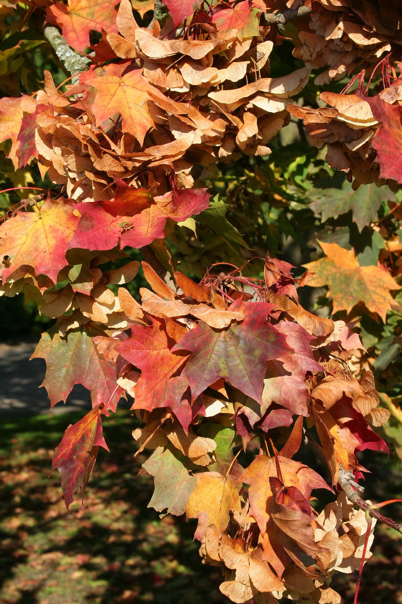Norway Maple (Acer Platanoides) — It grows best in USDA hardiness zones 3b through 7; prefers full sun to partial shade and adapts to various soils