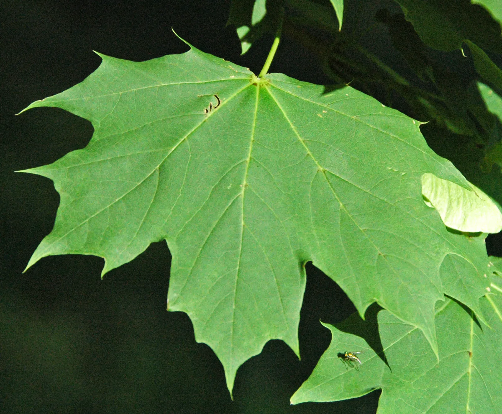 Norway Maple (Acer Platanoides) — is a deciduous tree of the Sapindaceae family that provides robust shade and visual interest to any landscape; which span