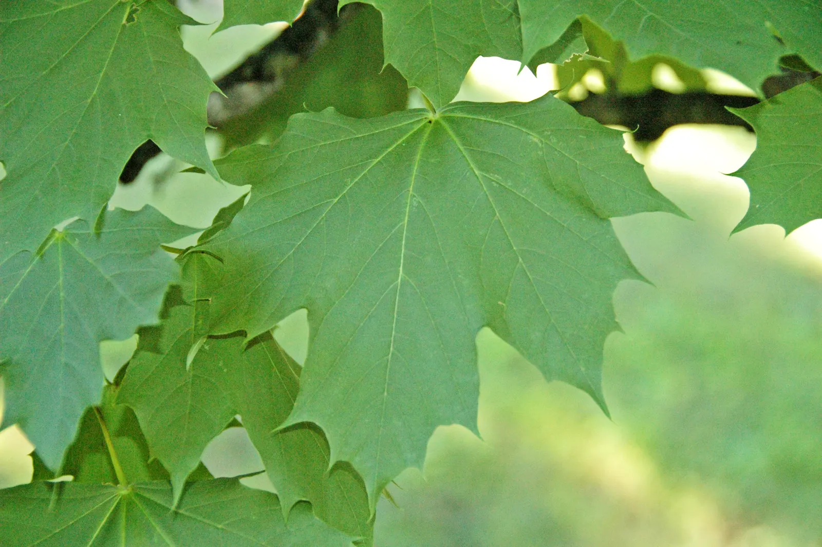 Norway Maple (Acer Platanoides) — which span approximately 4 to 7 inches across and showcase a radiant green hue, image 32