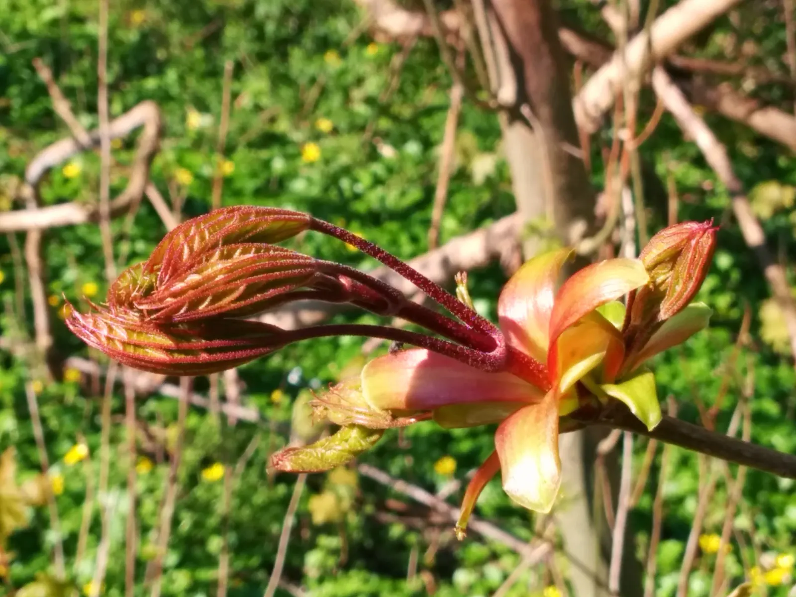Norway Maple (Acer Platanoides) — tree for full; as its root system can become quite invasive