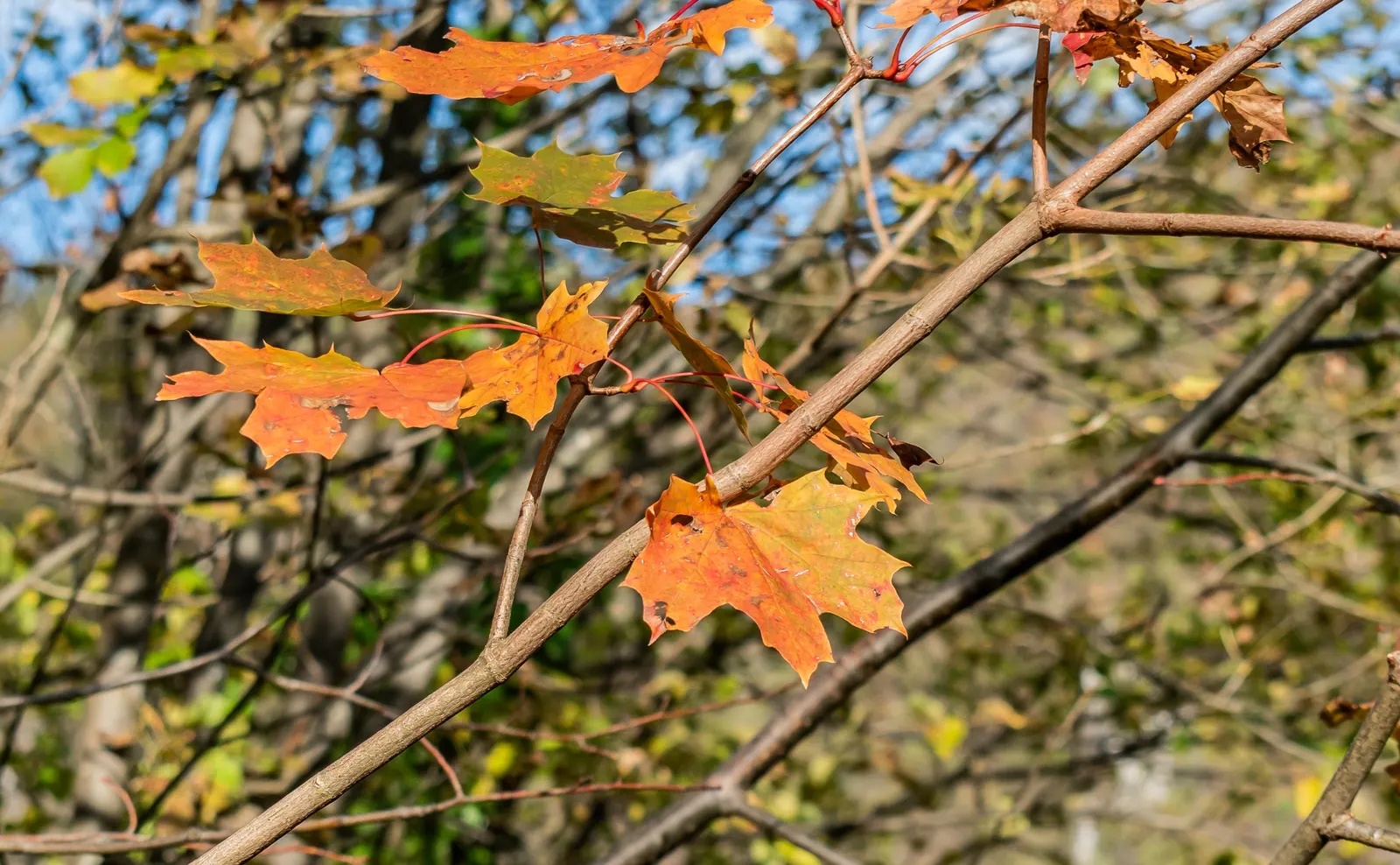 Norway Maple (Acer Platanoides) — though it prefers well-drained; as its root system can become quite invasive, image 78