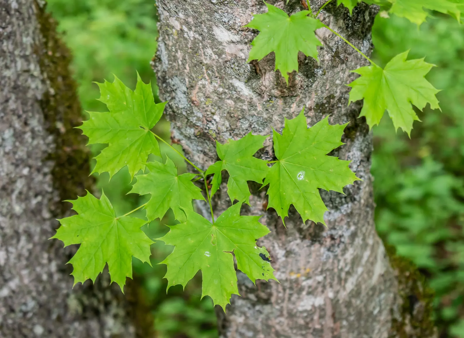 Norway Maple (Acer Platanoides) — making it a standout in autumnal landscapes; prefers full sun to partial shade and adapts to various soils, image 55