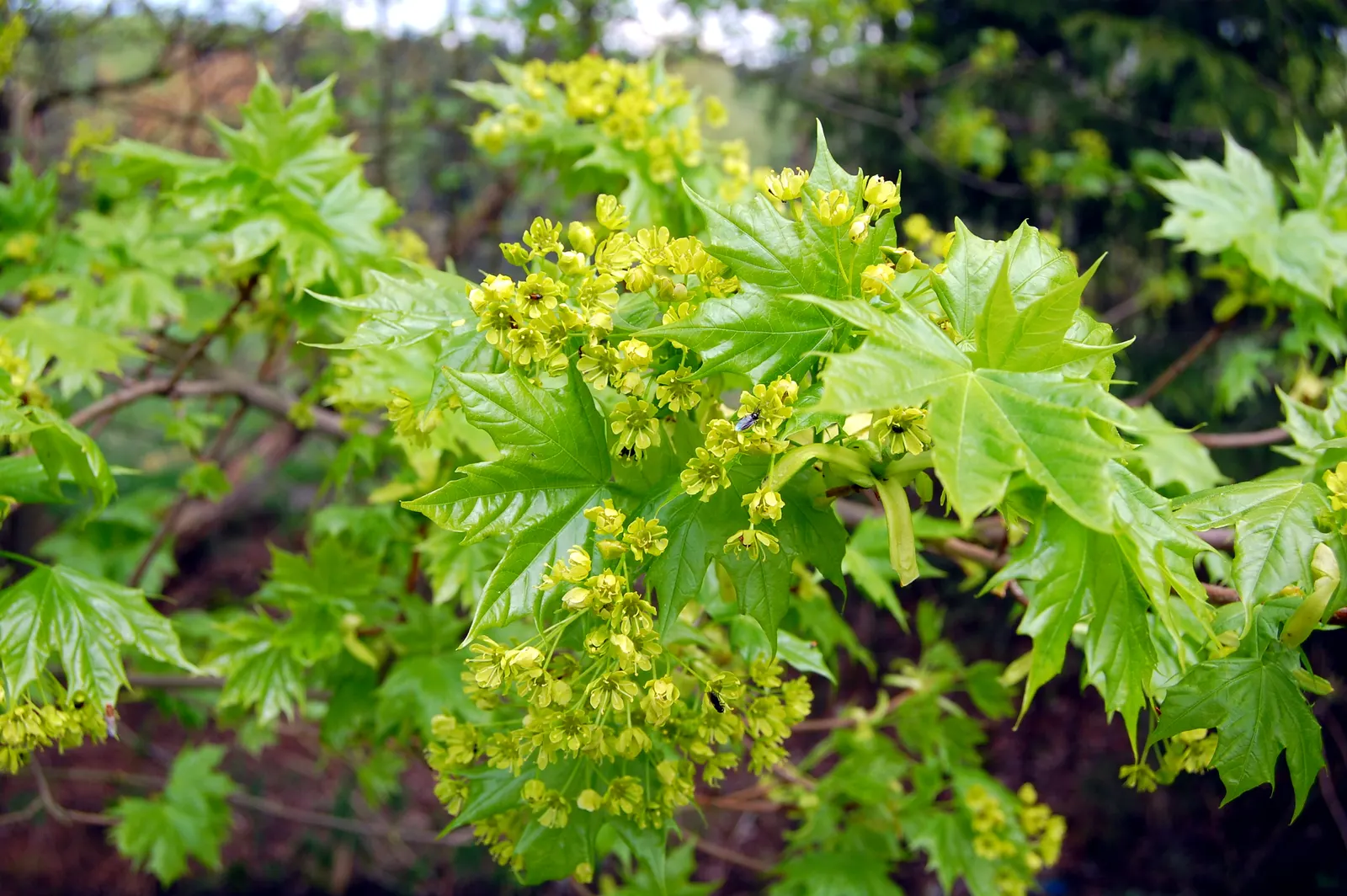 Norway Maple (Acer Platanoides) — slightly acidic to alkaline conditions.<br><br>When planting Acer platanoides; prefers full sun to partial shade and adapts