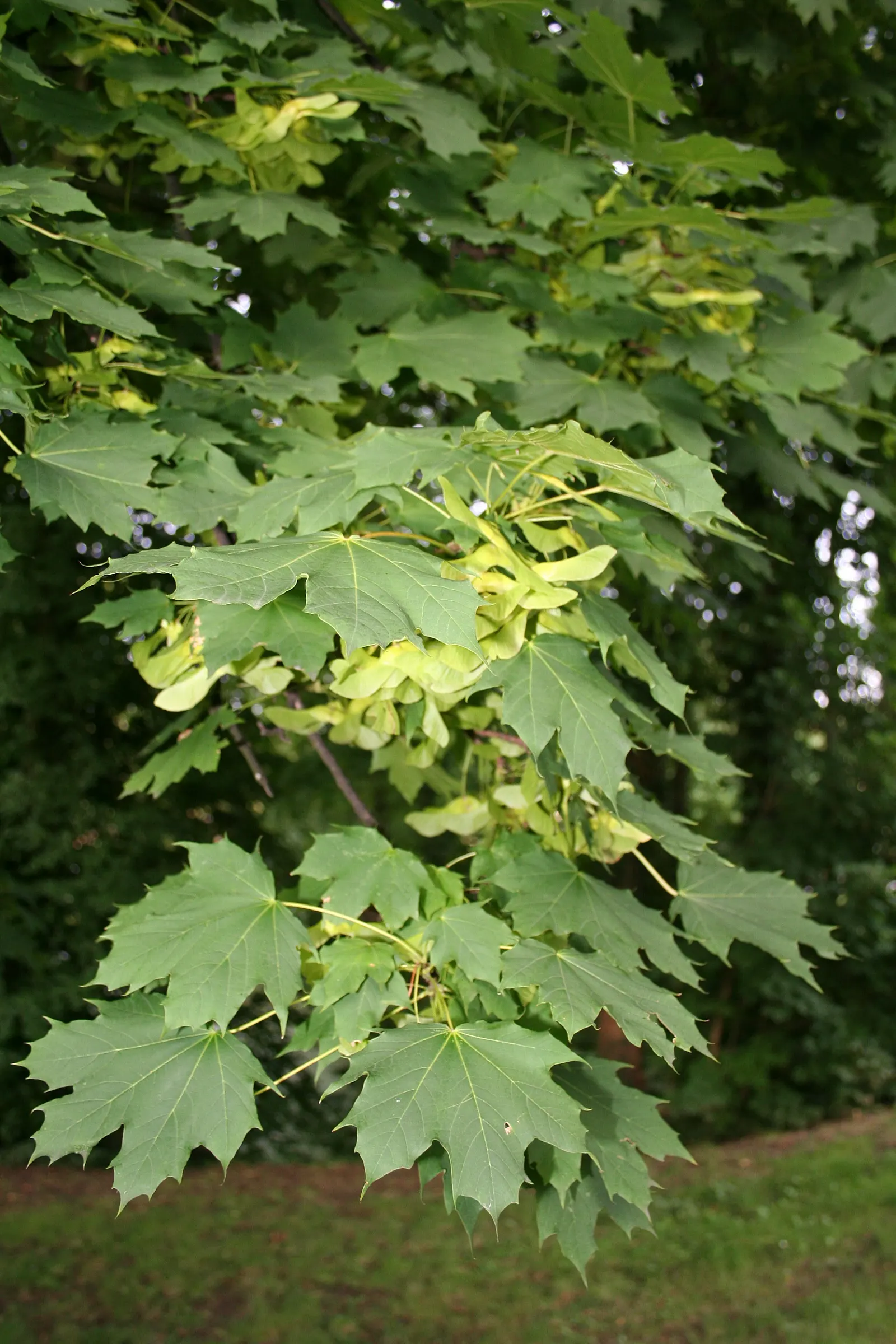 Norway Maple (Acer Platanoides) — It features a dense, rounded crown with a 5-7 lobed leaf resembling a sycamore; which span approximately 4 to 7, image 44