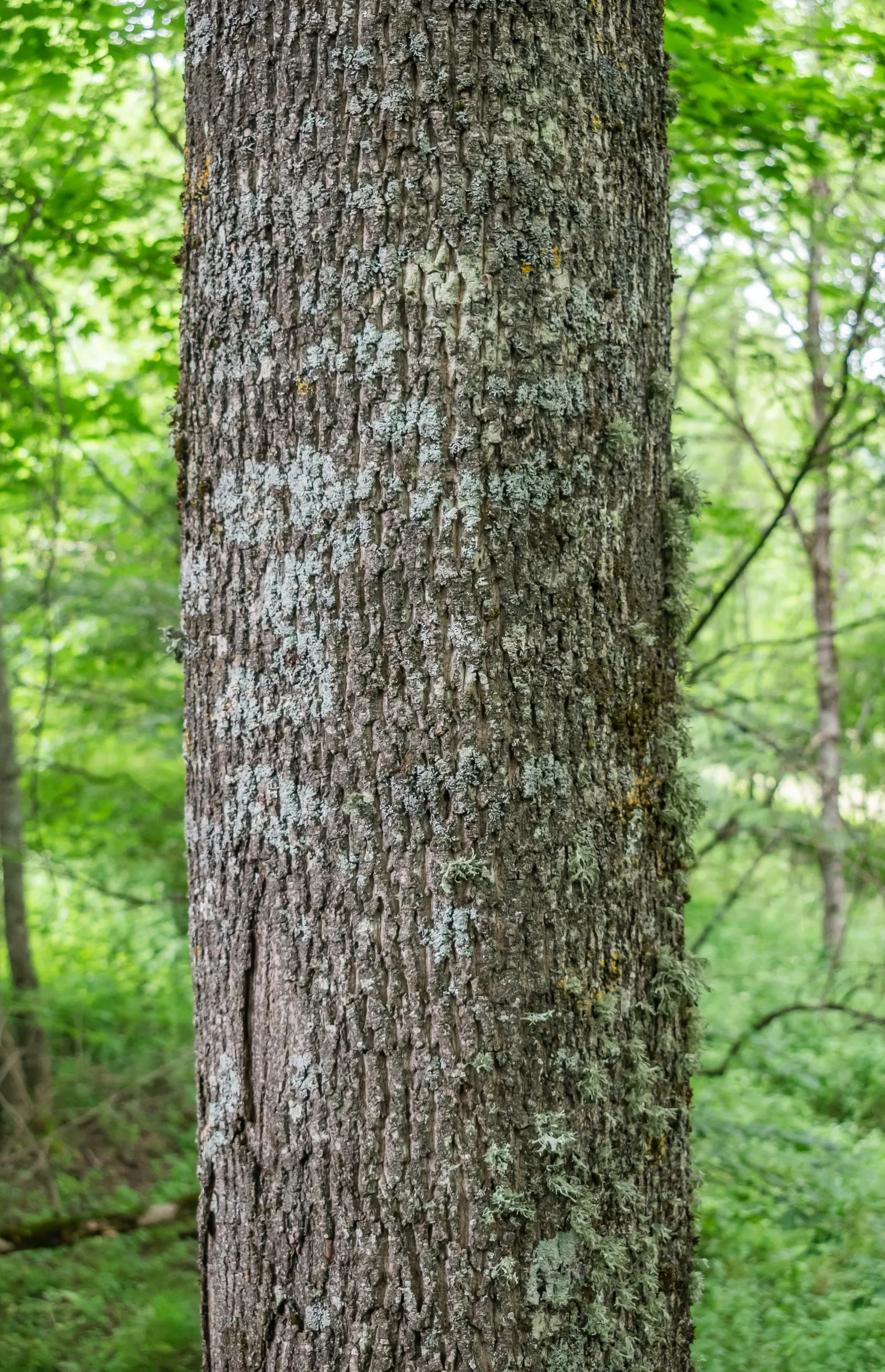 Norway Maple (Acer Platanoides) — The spread of its canopy can create a dense shade; prefers full sun to partial shade and adapts to various soils, image 52