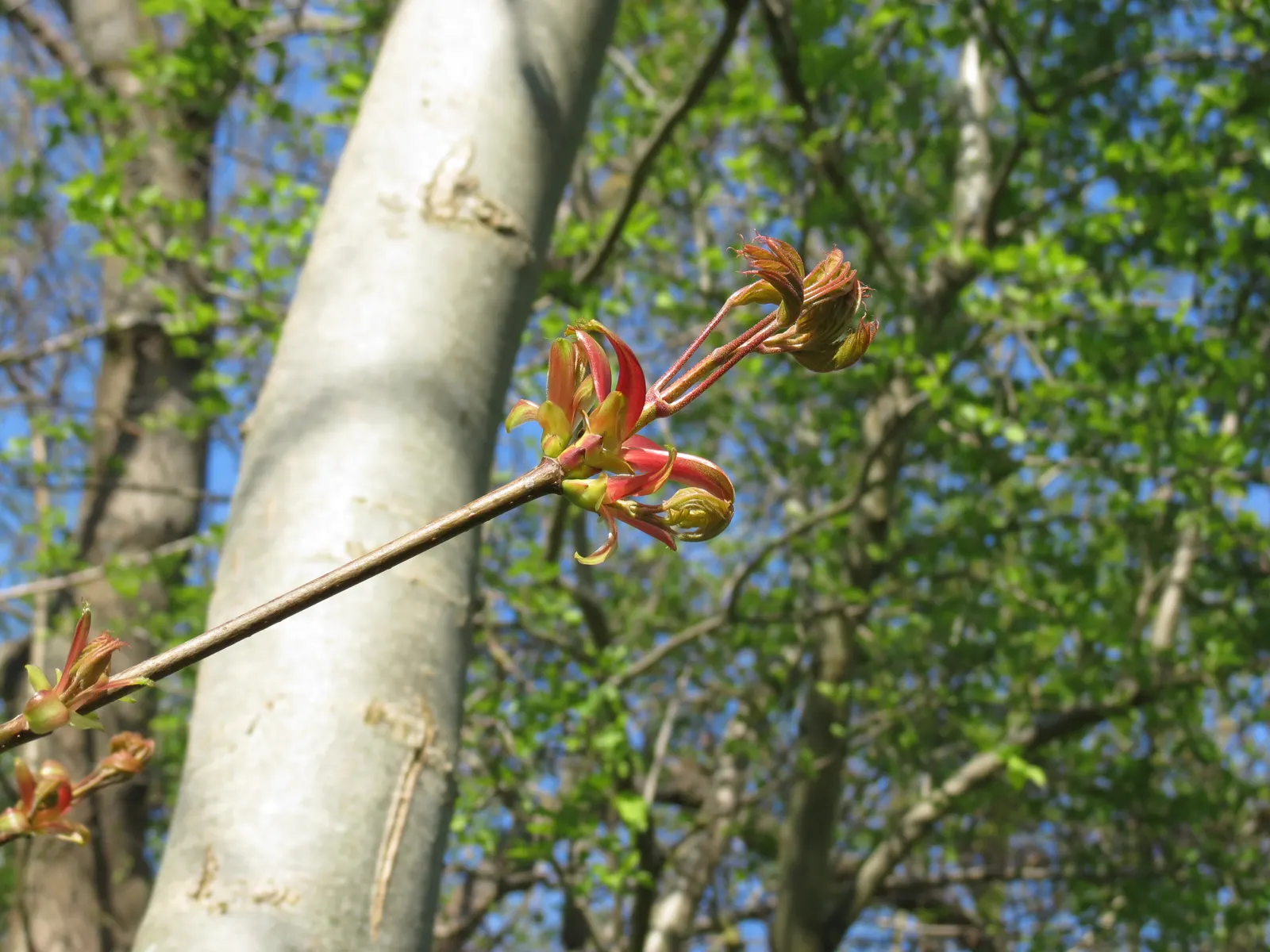 Norway Maple (Acer Platanoides) — It typically achieves a height between 40 to 50 feet with an equally expansive crown spread upon maturity; as its, image 51