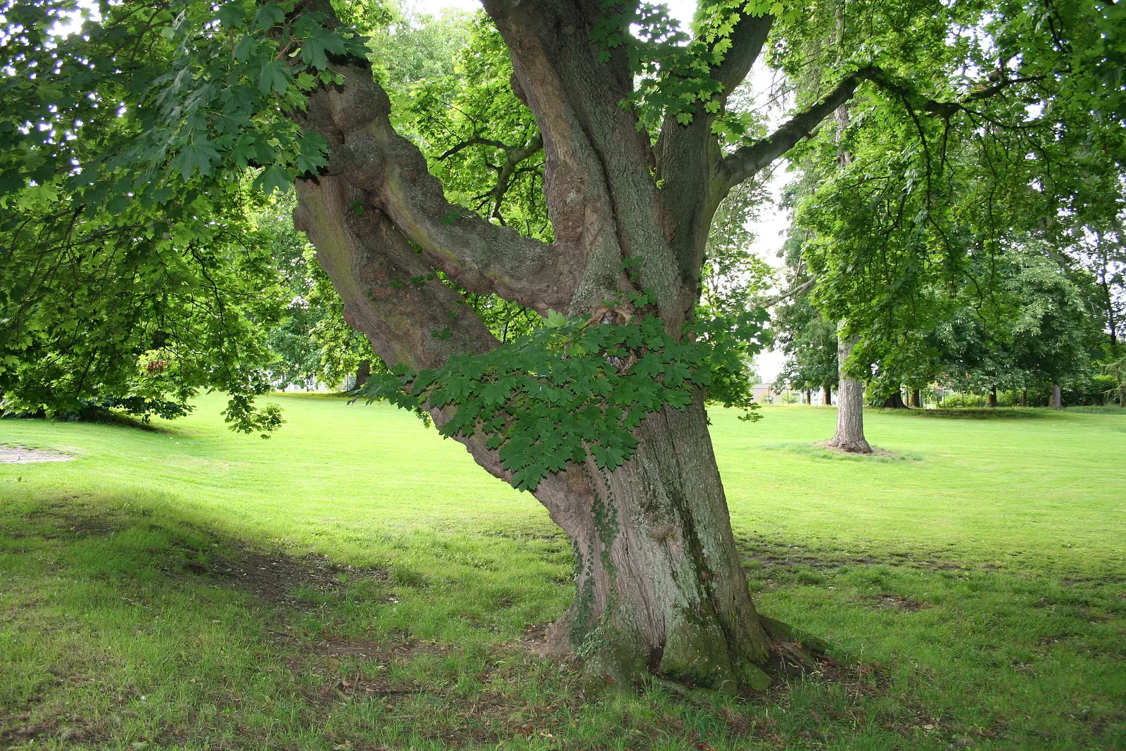 Norway Maple (Acer Platanoides) — An added ornamental feature is the tree's yellow to gold fall foliage; as its root system can become quite, image 54
