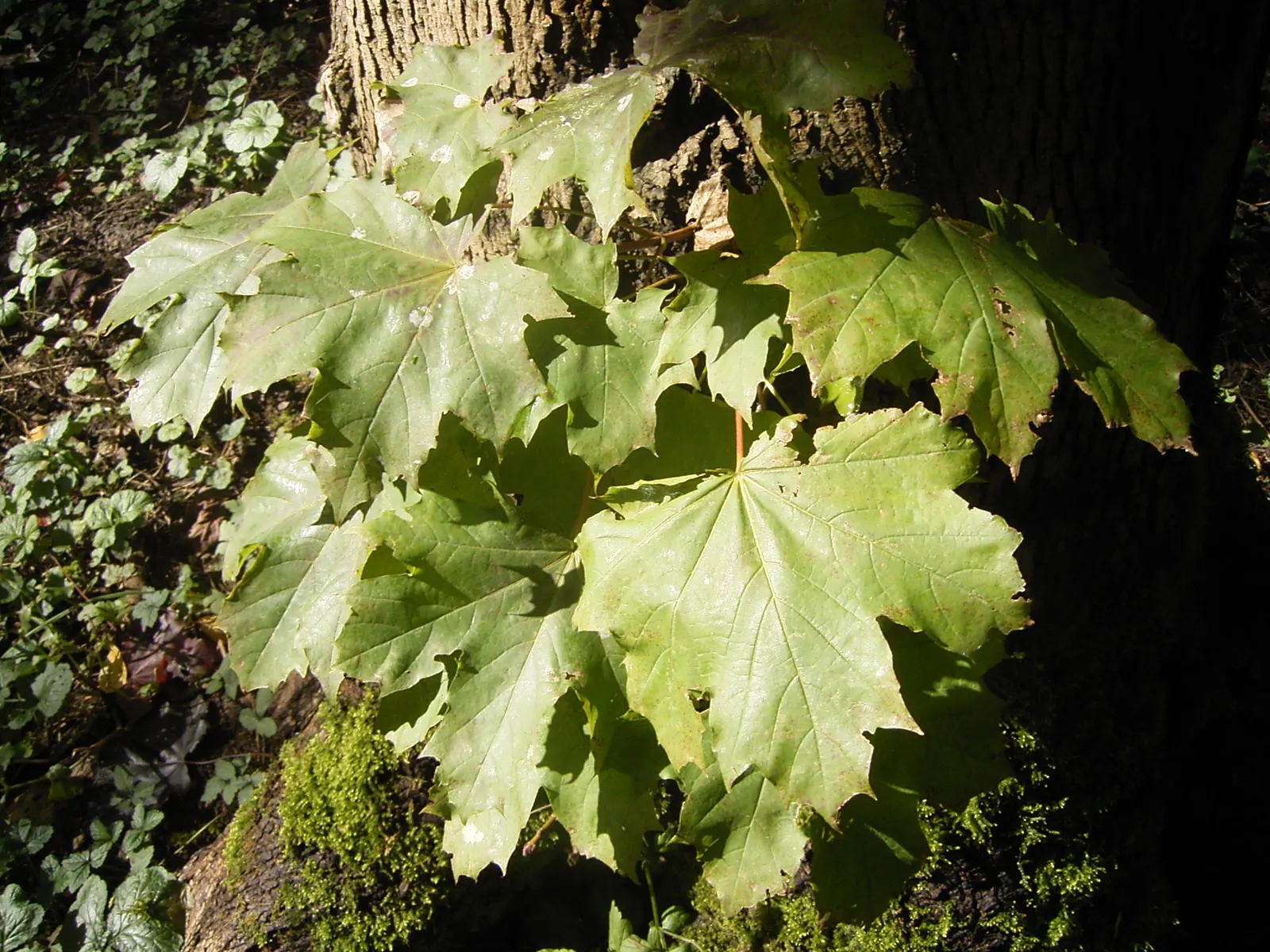 Norway Maple (Acer Platanoides) — slightly acidic to alkaline conditions.<br><br>When planting Acer platanoides; prefers full sun to partial shade, image 58
