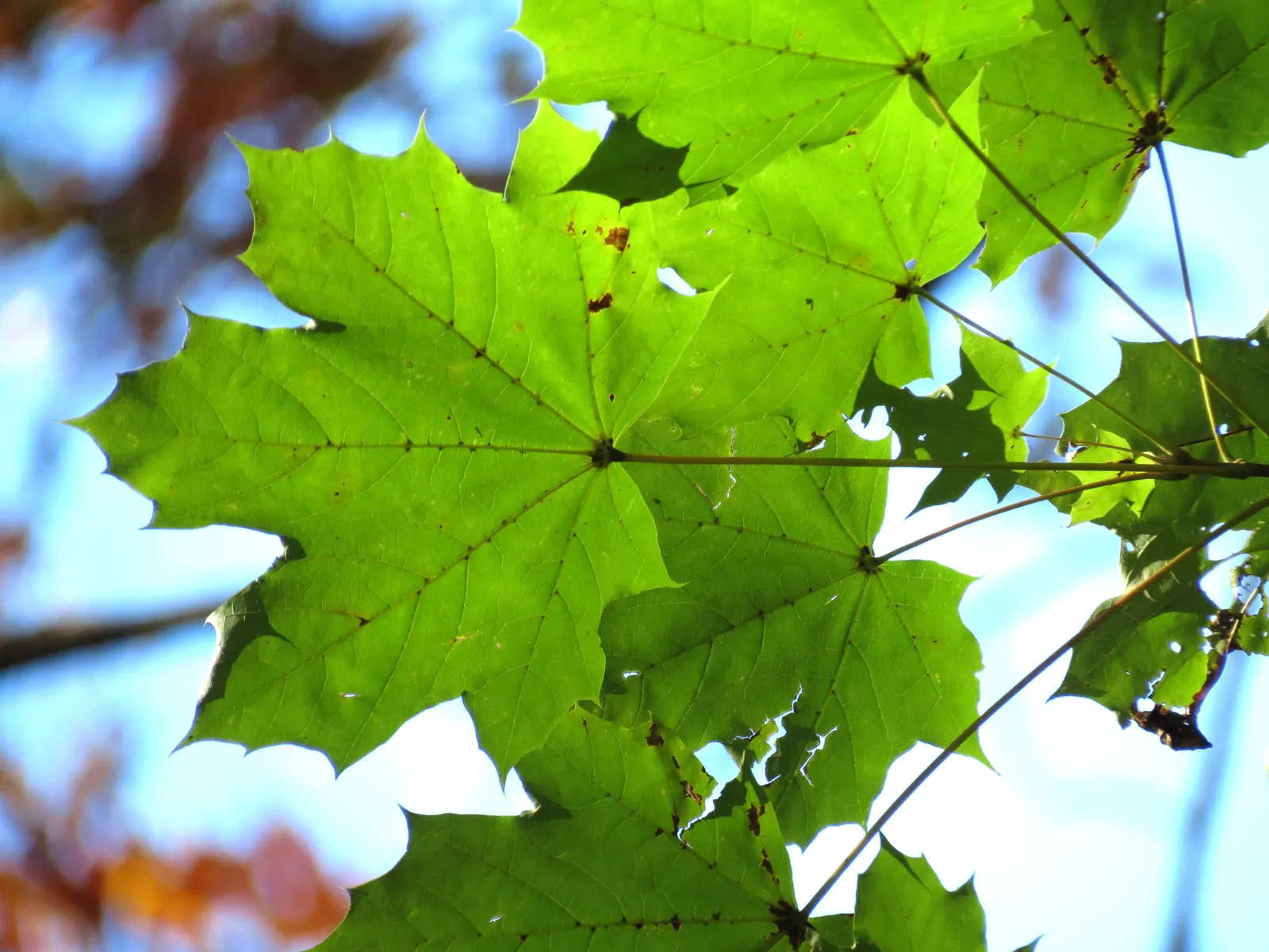 Norway Maple (Acer Platanoides) — though it prefers well-drained; as its root system can become quite invasive