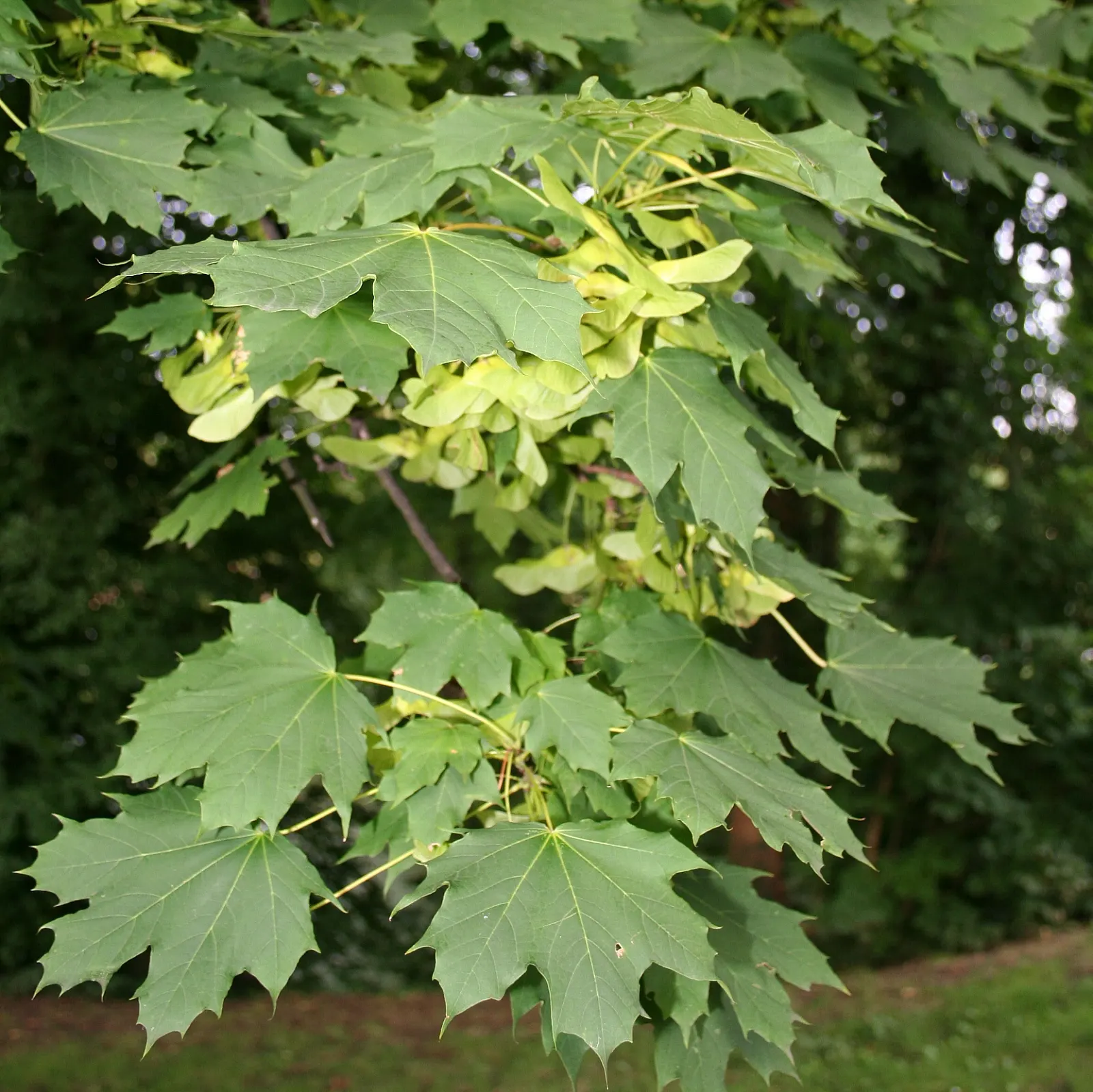 Norway Maple (Acer Platanoides) — scientifically known as Acer platanoides; prefers full sun to partial shade and adapts to various soils, image 49