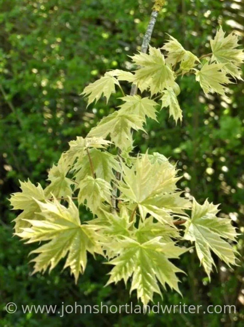 Norway Maple (Acer Platanoides) — as its root system can become quite invasive, image 60