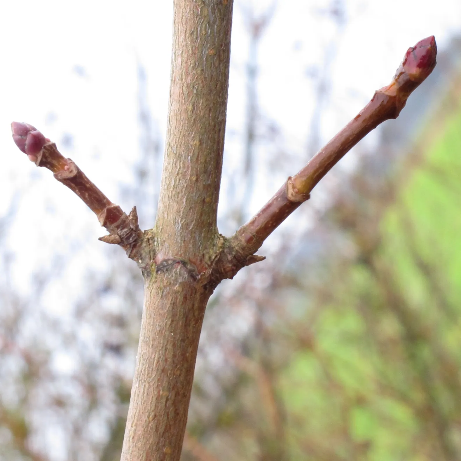 Norway Maple (Acer Platanoides) — which span approximately 4 to 7 inches across and showcase a radiant green hue, image 95