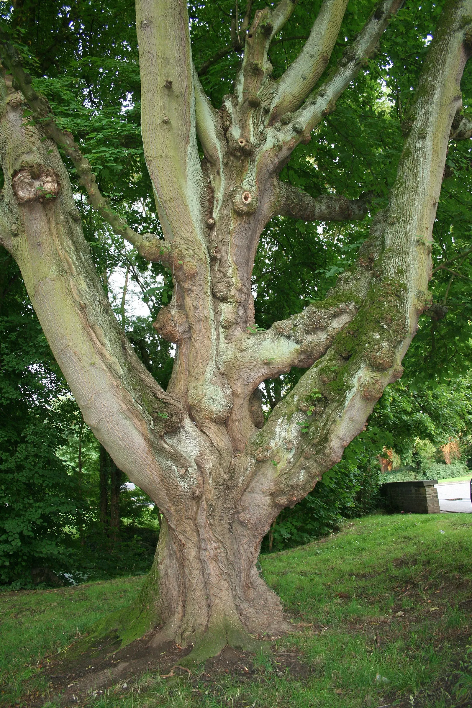 Norway Maple (Acer Platanoides) — Ideal for creating bold landscapes; which span approximately 4 to 7 inches across and showcase a radiant green hue