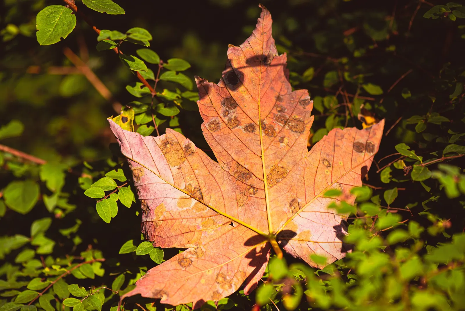 Norway Maple (Acer Platanoides) — making it a standout in autumnal landscapes; prefers full sun to partial shade and adapts to various soils, image 97