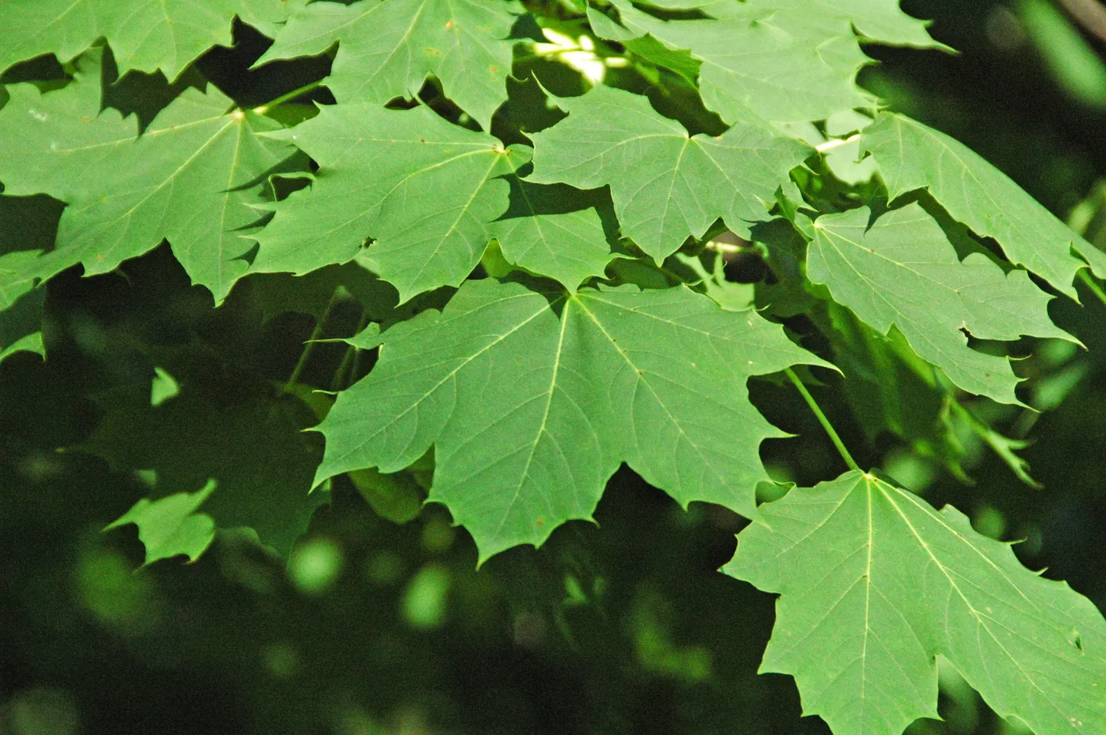 Norway Maple (Acer Platanoides) — The spread of its canopy can create a dense shade; prefers full sun to partial shade and adapts to various soils